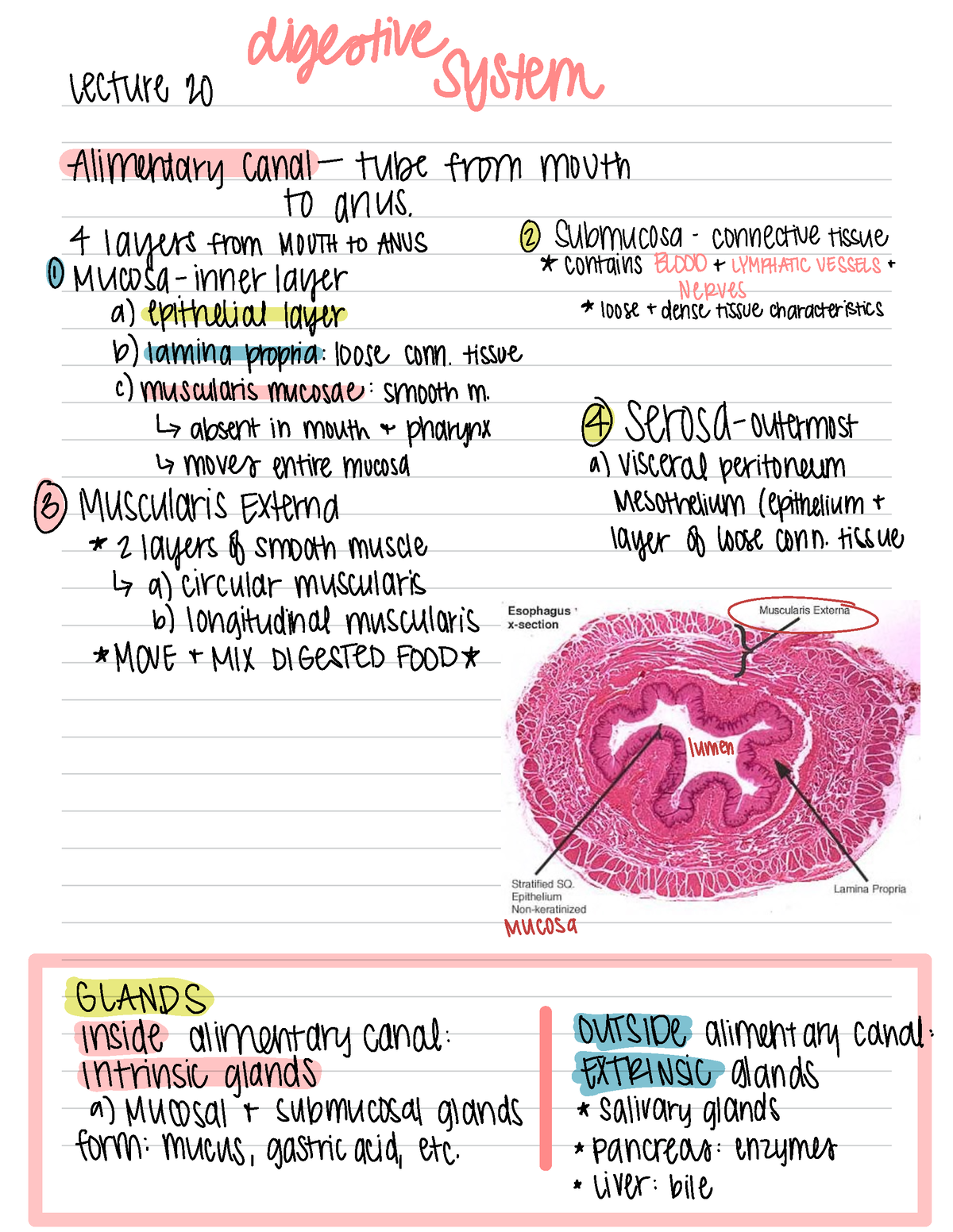 BIO315 - The Alimentary Canal Simplified - Digestive Lecture 20 System ...