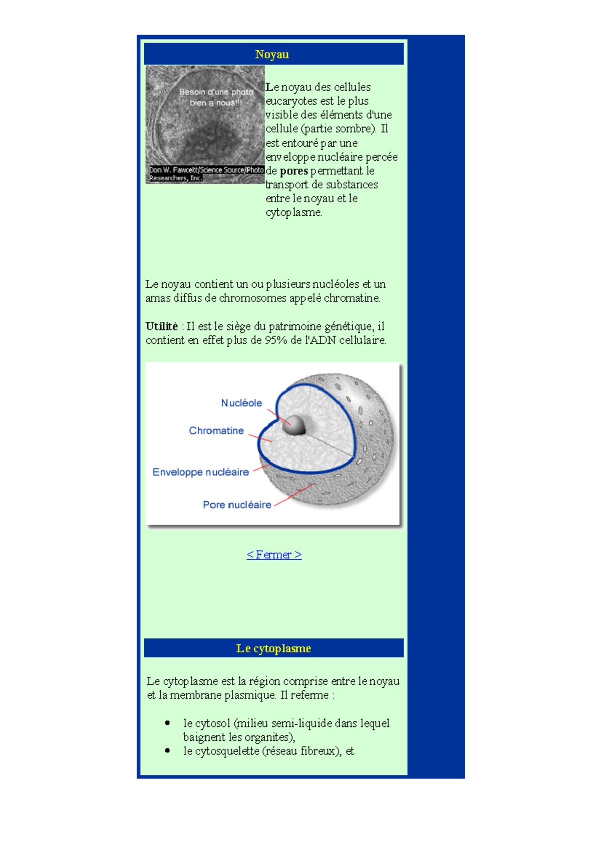 Cellule - bio cell - Noyau Le noyau des cellules eucaryotes est le plus ...