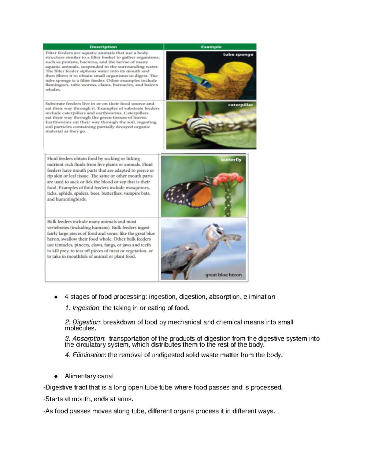 Part 2 Bio Chapter 10 Quiz - 4 stages of food processing: ingestion ...