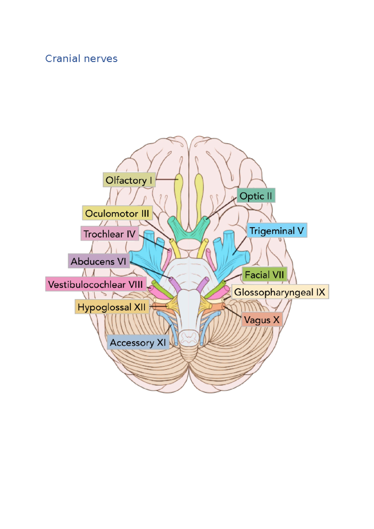 Cranial nerves - Cranial nerves Olfactory bulb- olfactory nerve I ...