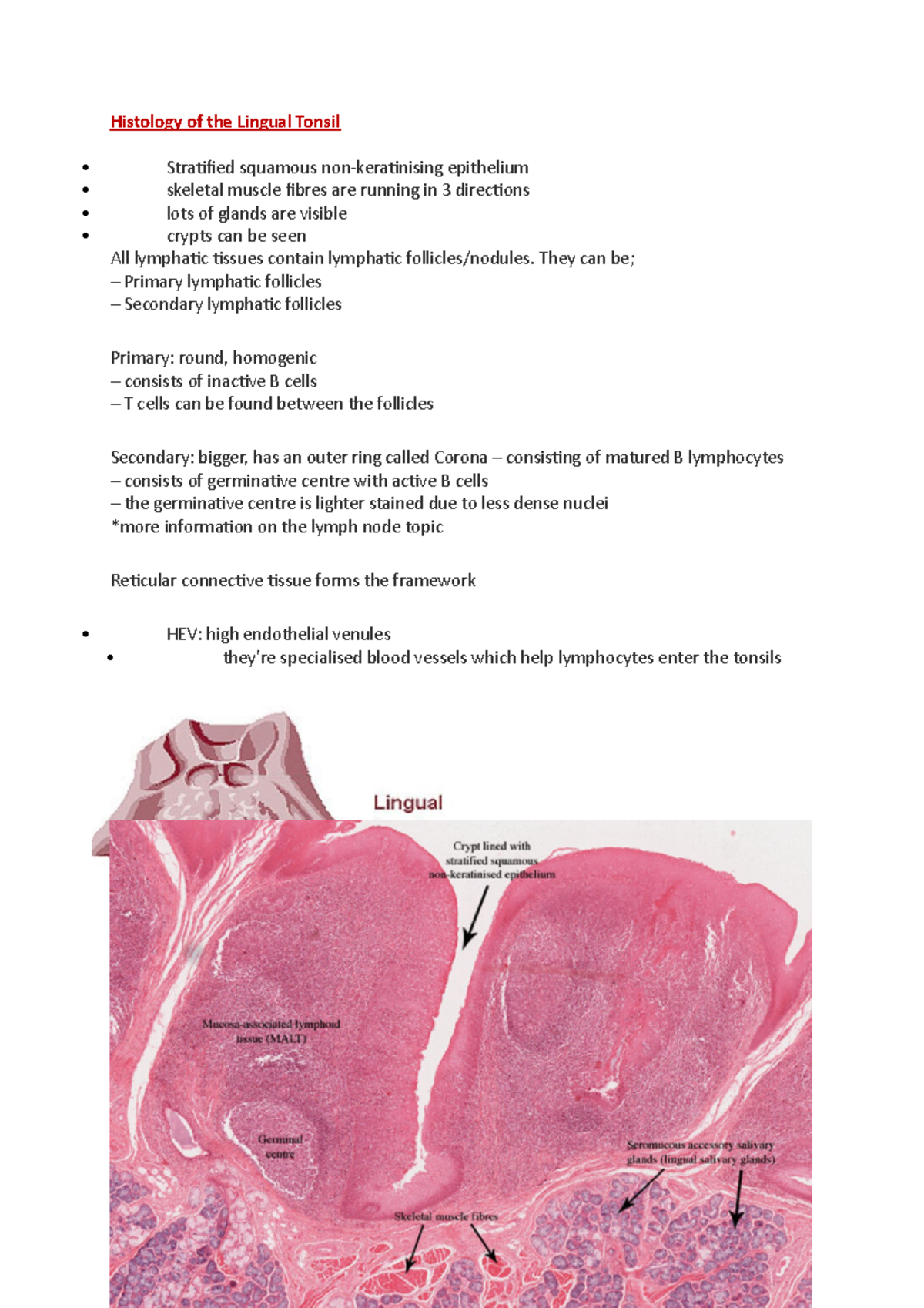 Histology Of The Lingual Tonsil Histology Of The Lingual Tonsil 