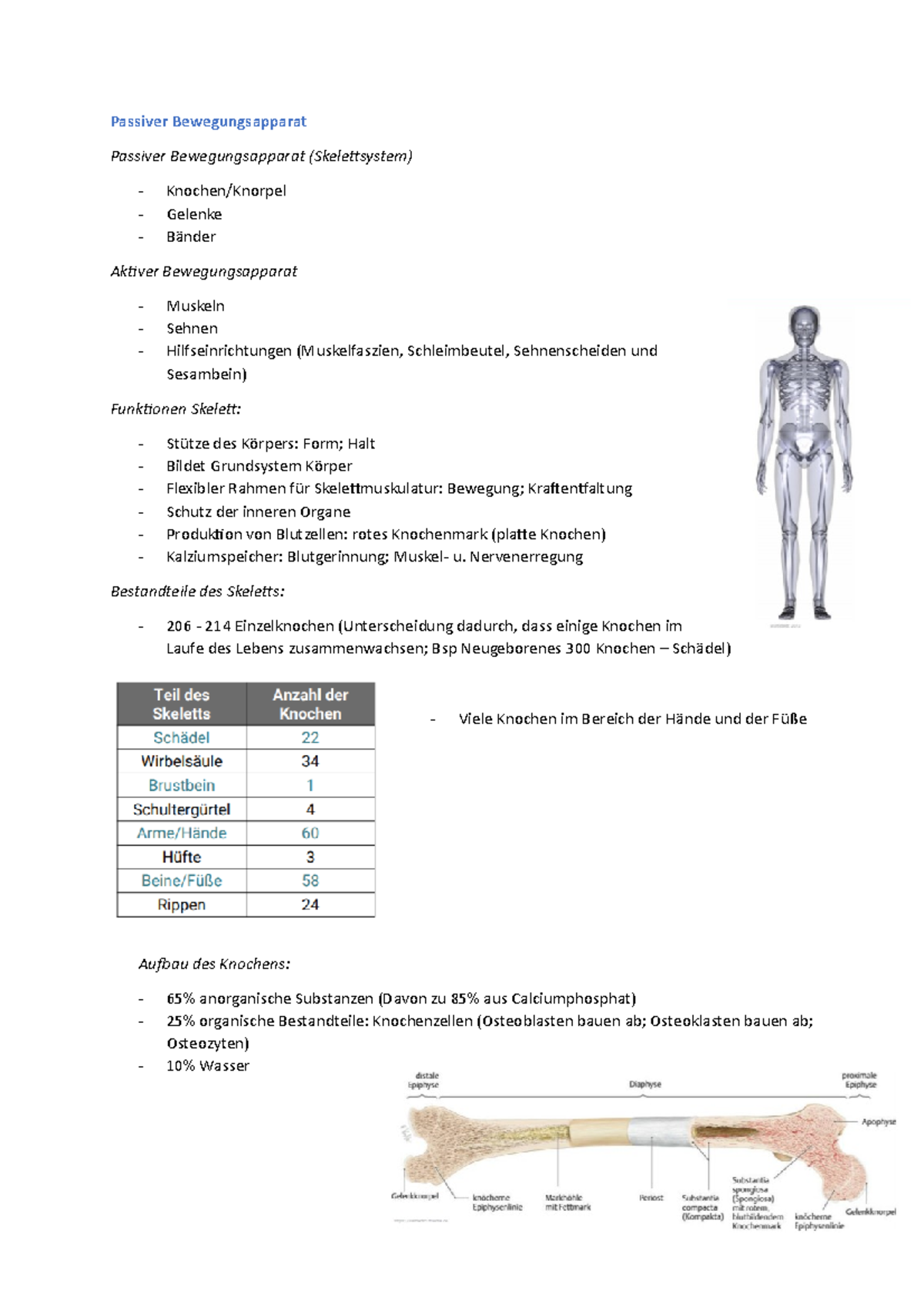 Aktiver Und Passiver Bewegungsapparat Passiver und aktiver Bewegungsapparat - Passiver Bewegungsapparat