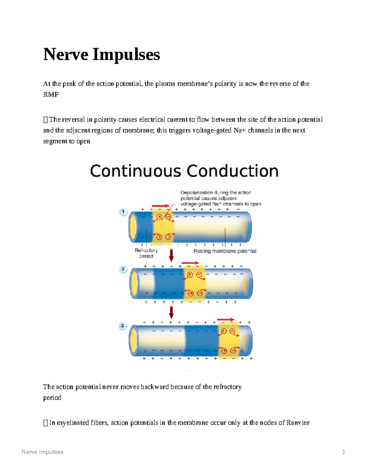 Nerve Impulses - Synapses - Nerve Impulses 1 Nerve Impulses At The Peak ...