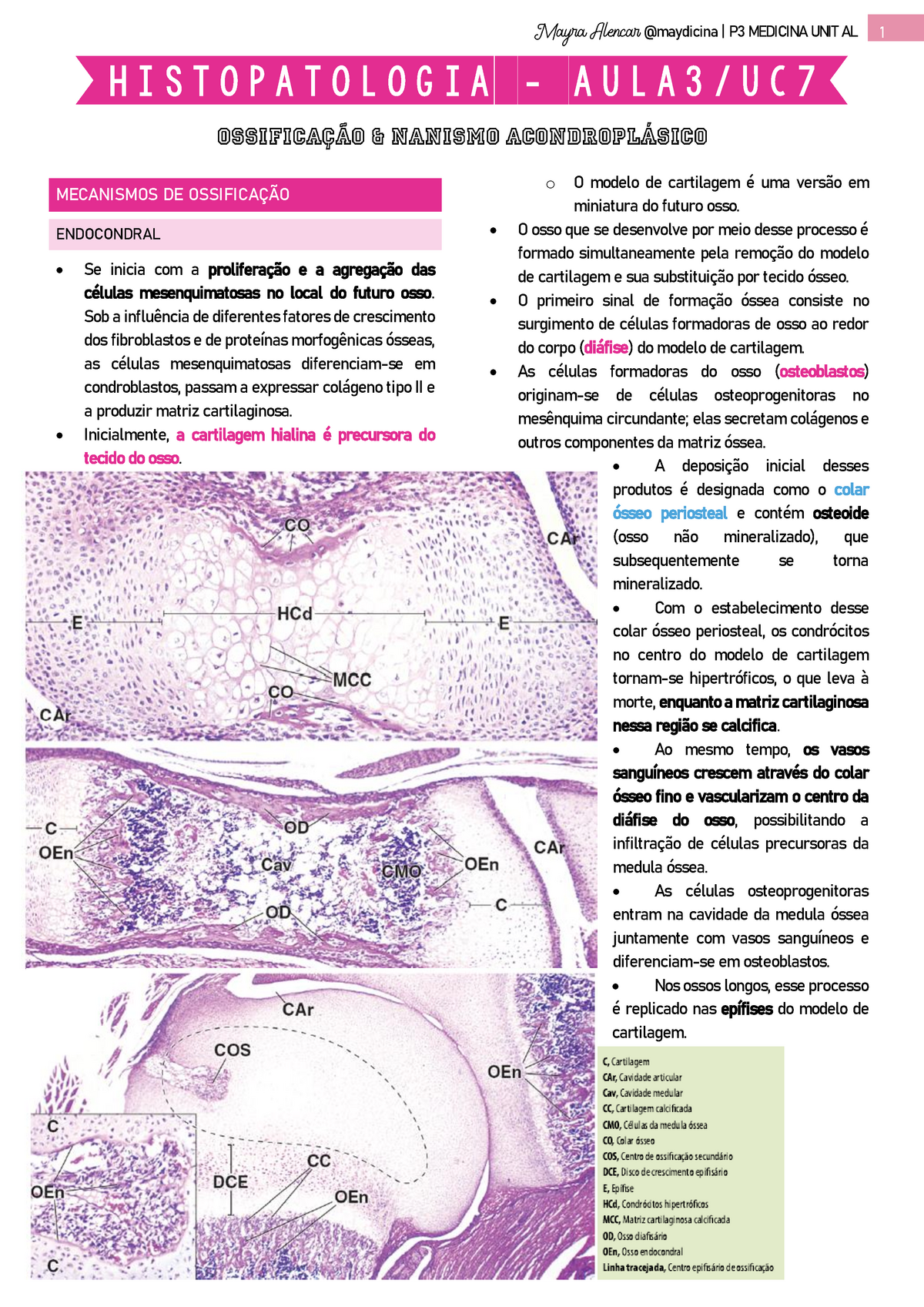 Histopatologia Aula 3 Uc7 Ossos E Acondroplasia Studocu