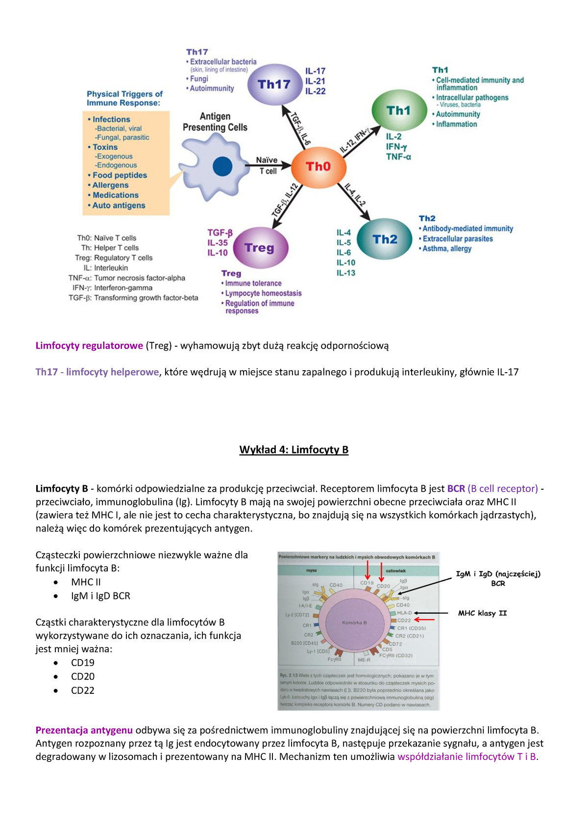 Limfocyty B Wykład 4 - Limfocyty Regulatorowe (Treg) - Wyhamowują Zbyt ...