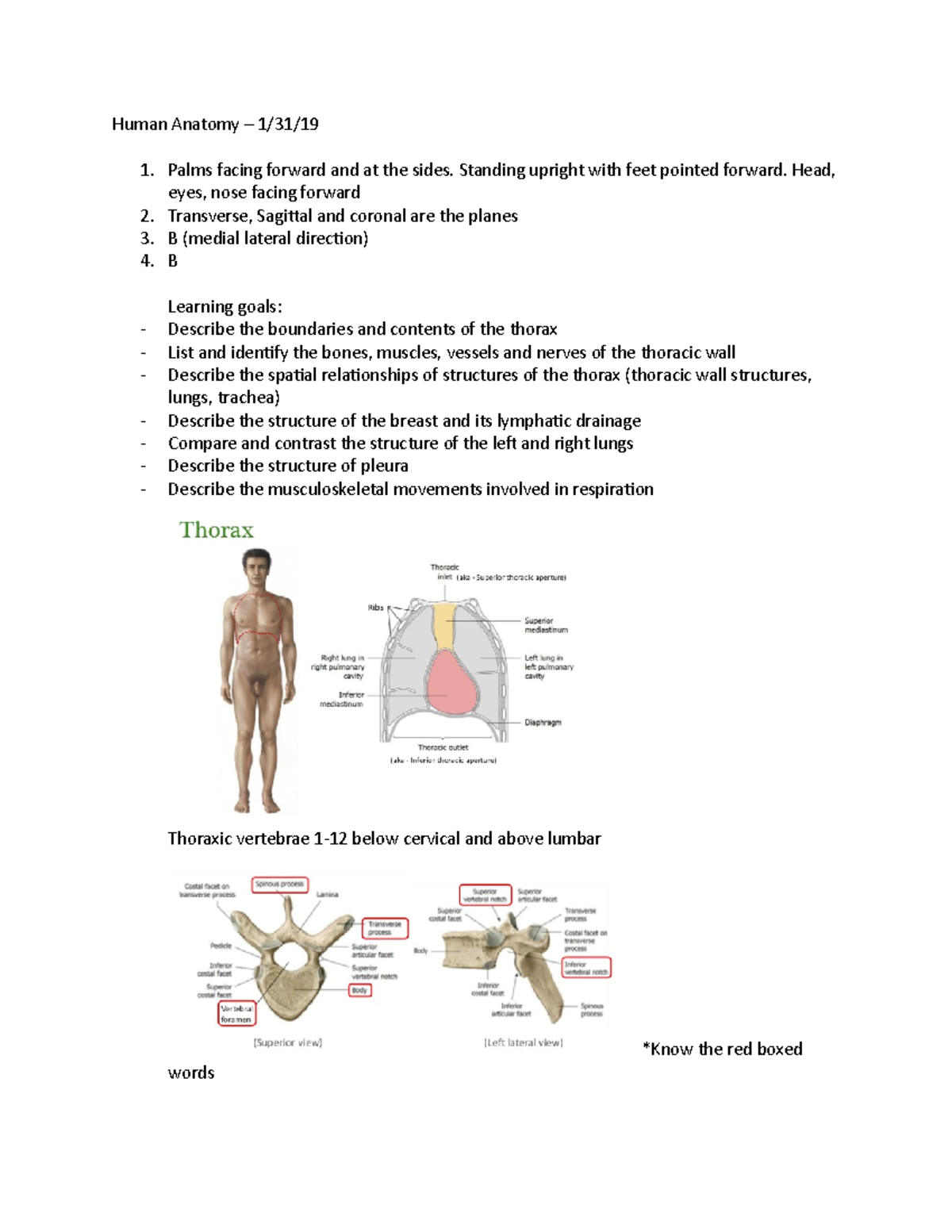 2-Human Anatomy 1:31 - Human Anatomy – 1/31/ Palms facing forward and ...