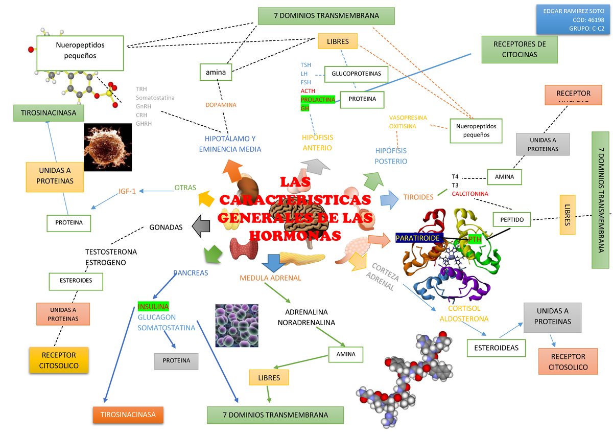 Trabajo Practico MAPA Mental Y MAPA Conceptual - LAS CARACTERISTICAS  GENERALES DE LAS HORMONAS TRH - Studocu