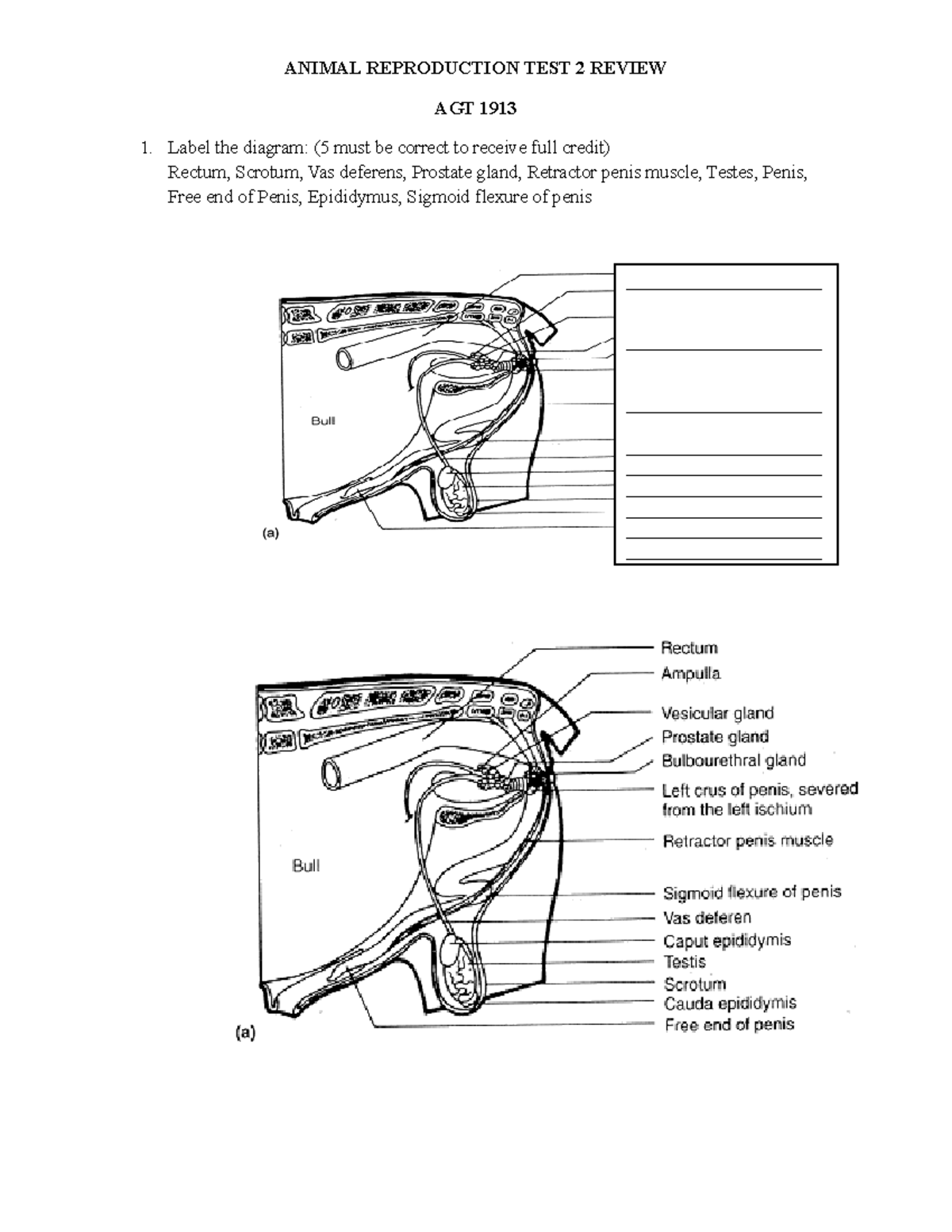 Sigmoid Flexure Bull