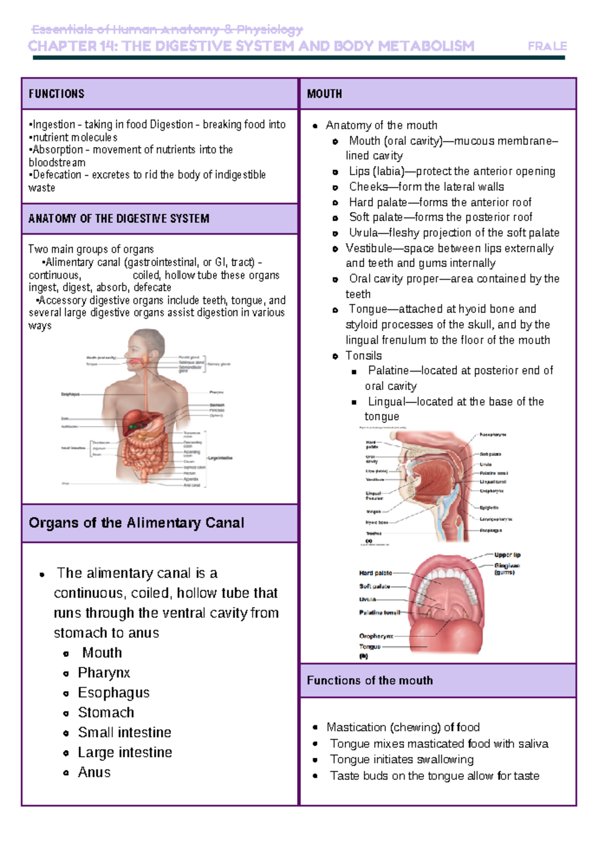 Copy of Chapter 14 Digestive System - FUNCTIONS •Ingestion - taking in ...