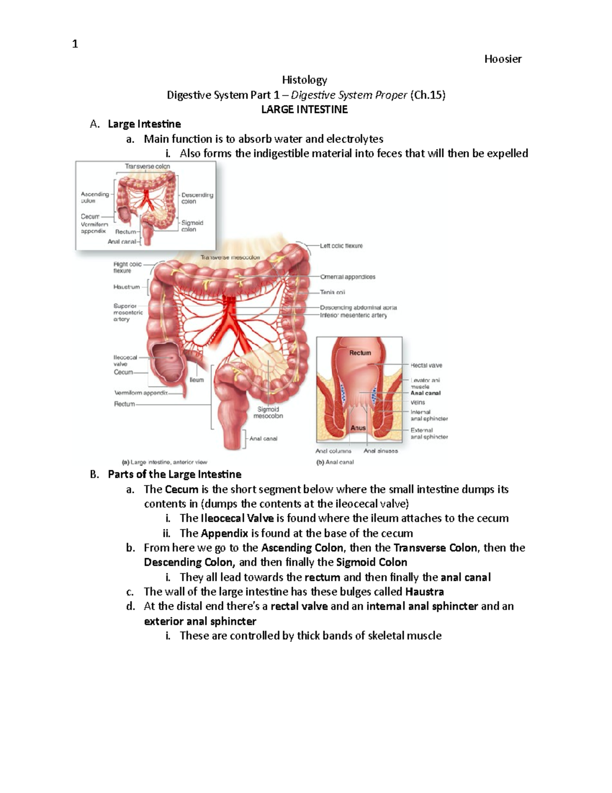 Chapter 15: Digestive – Large Intestine - Hoosier Histology Digesive ...