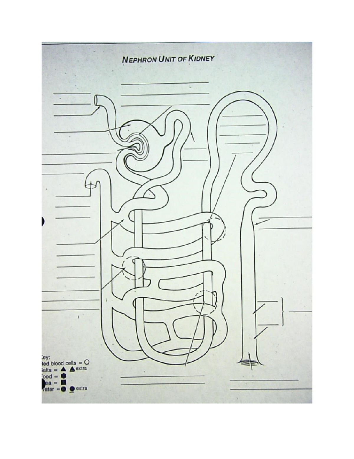 Blank nephron image - bio 211 study - BIO 210 - Studocu