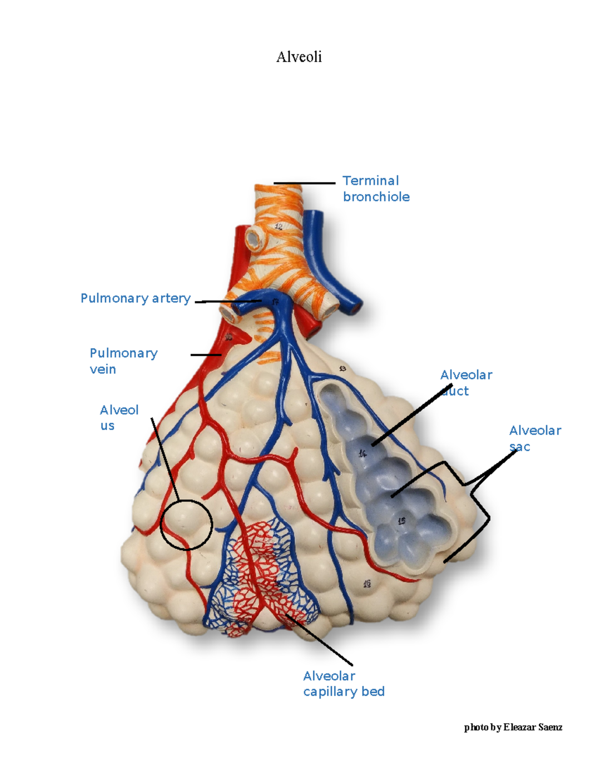 Alveoli Flat Model - BIOL2401 - Alveoli photo by Eleazar Saenz Terminal ...