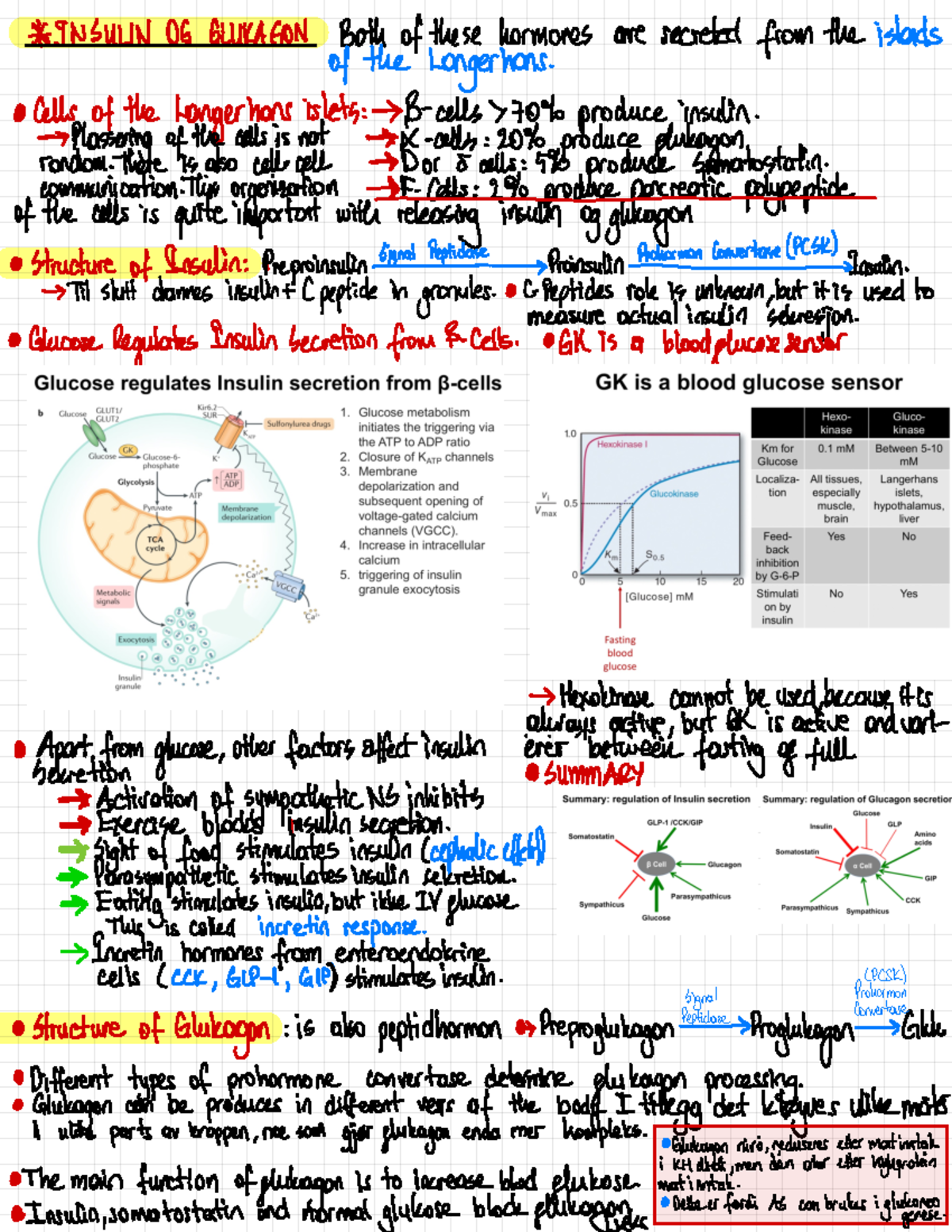 insulinogglukagon - *INSULIN OG GLUKAGON Both of these hormones are ...