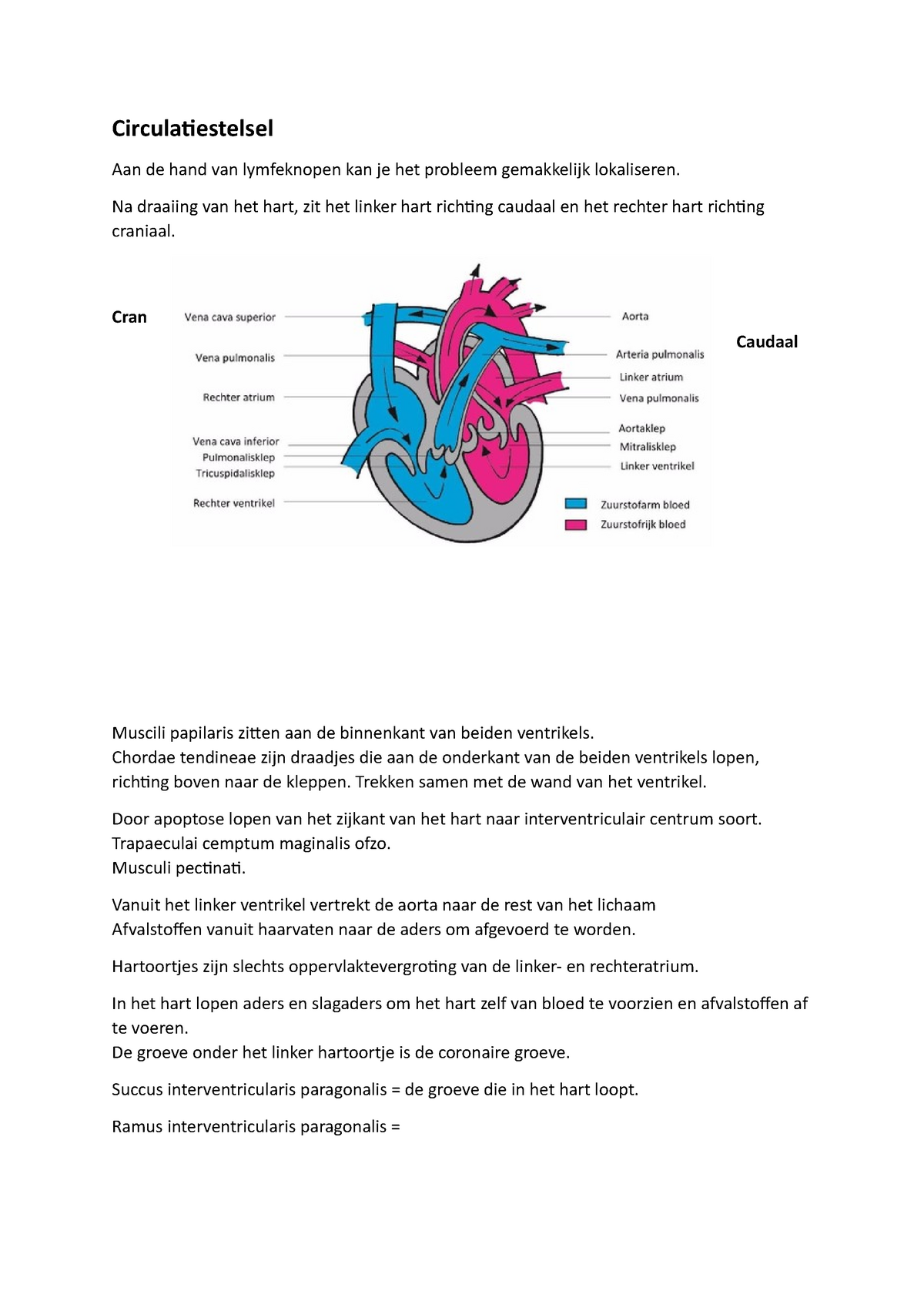 Orgaan Anatomie Circulatiestelsel Circulatiestelsel Aan De Hand Van