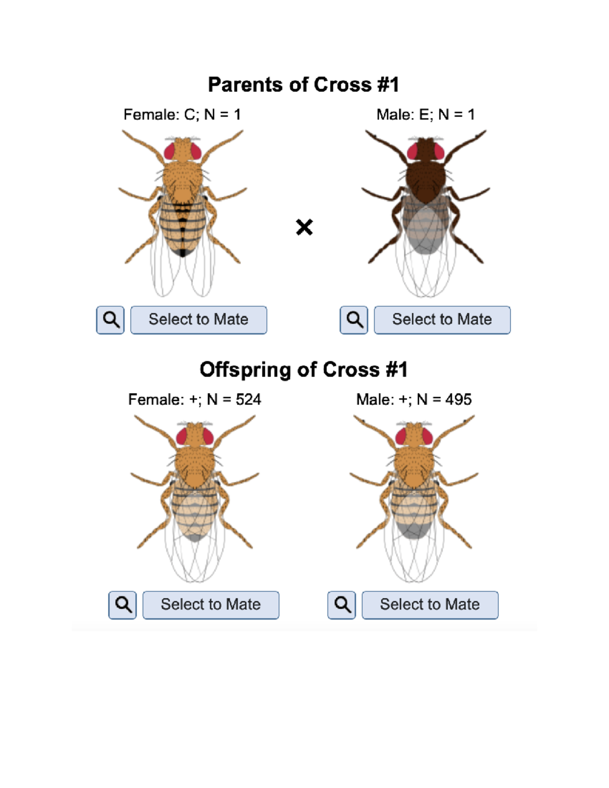 Drosophila lab , part of lab work for mating sequences BIOL