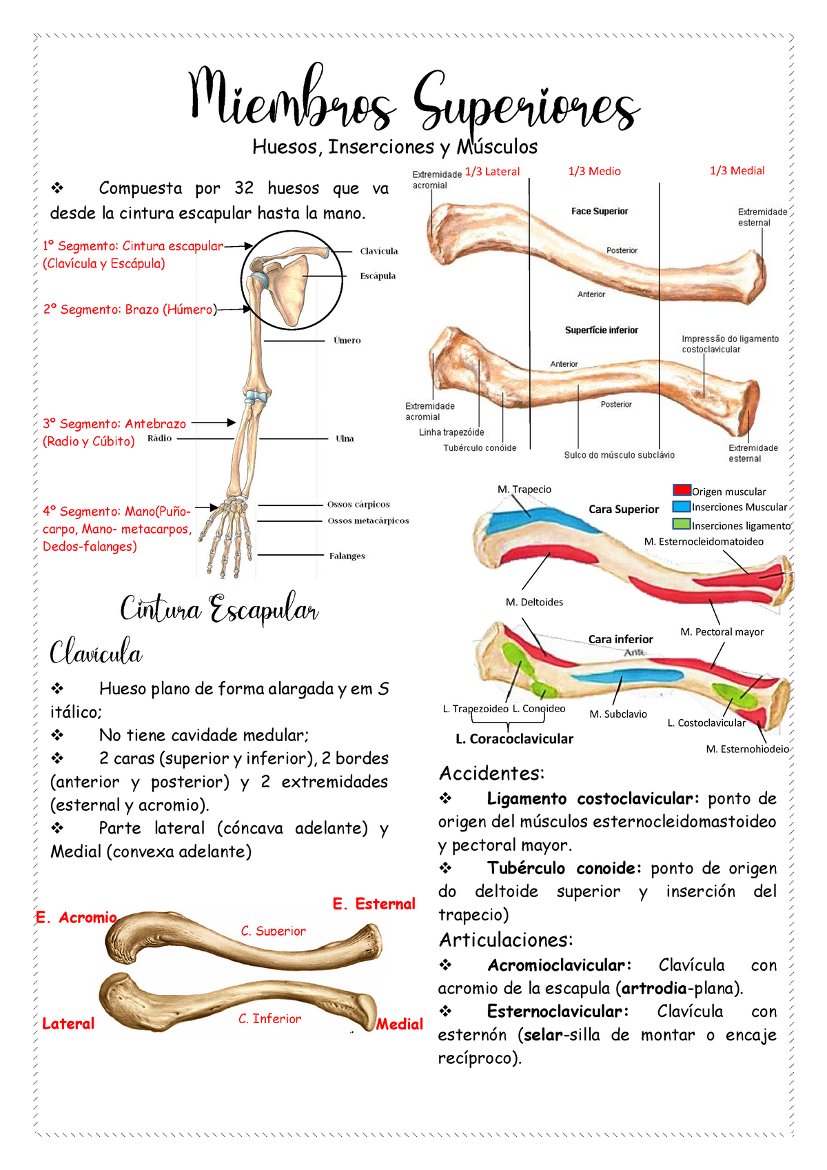 Dona 10 on X: ¡Un poquito de anatomía para nuestras pilateras! ¿Qué huesos  conforman la cintura escapular, encargada de proporcionar movilidad al tren  superior?  #anatomia #pilates   / X