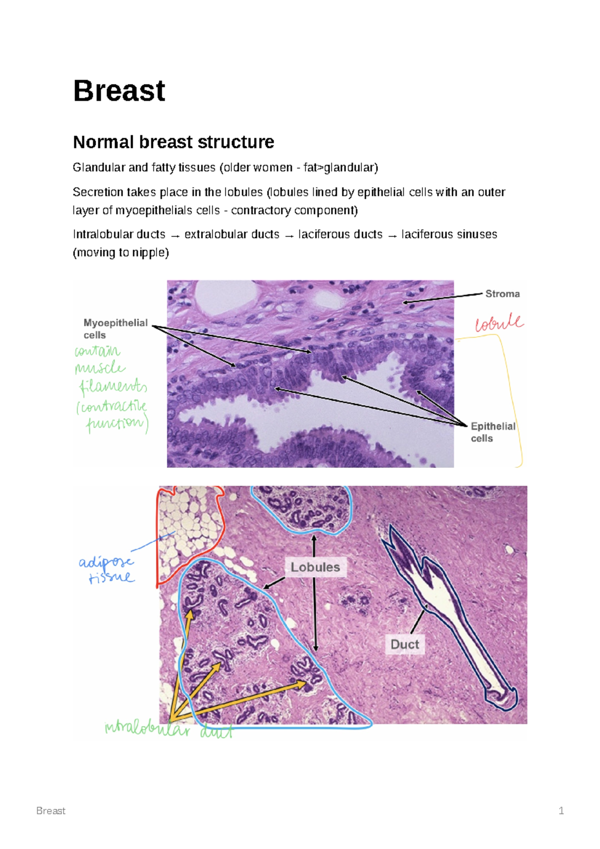 Breast Breast Normal breast structure Glandular and fatty tissues