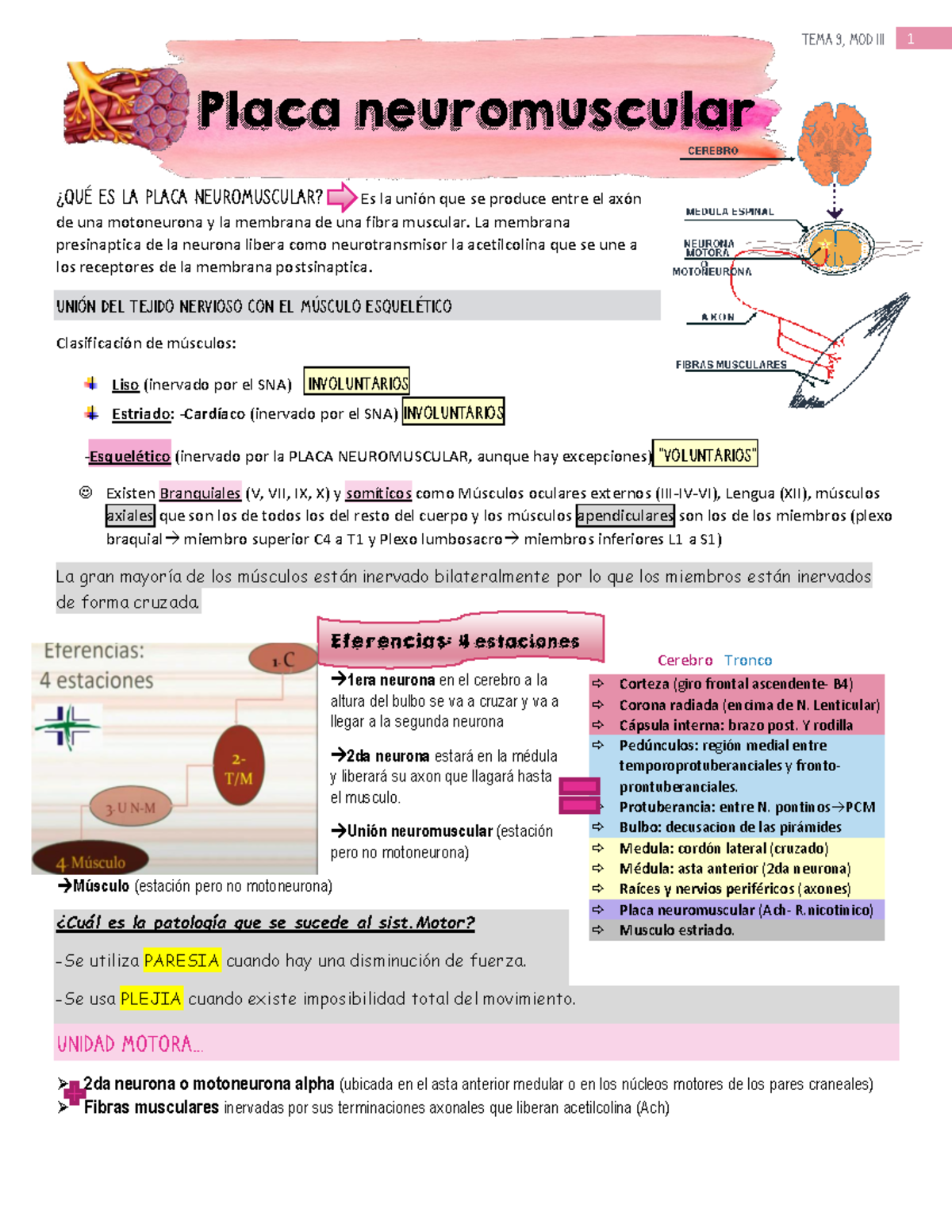 Placa Neuromuscular, Apuntes De Clase. Tema 9 - Placa Neuromuscular ...