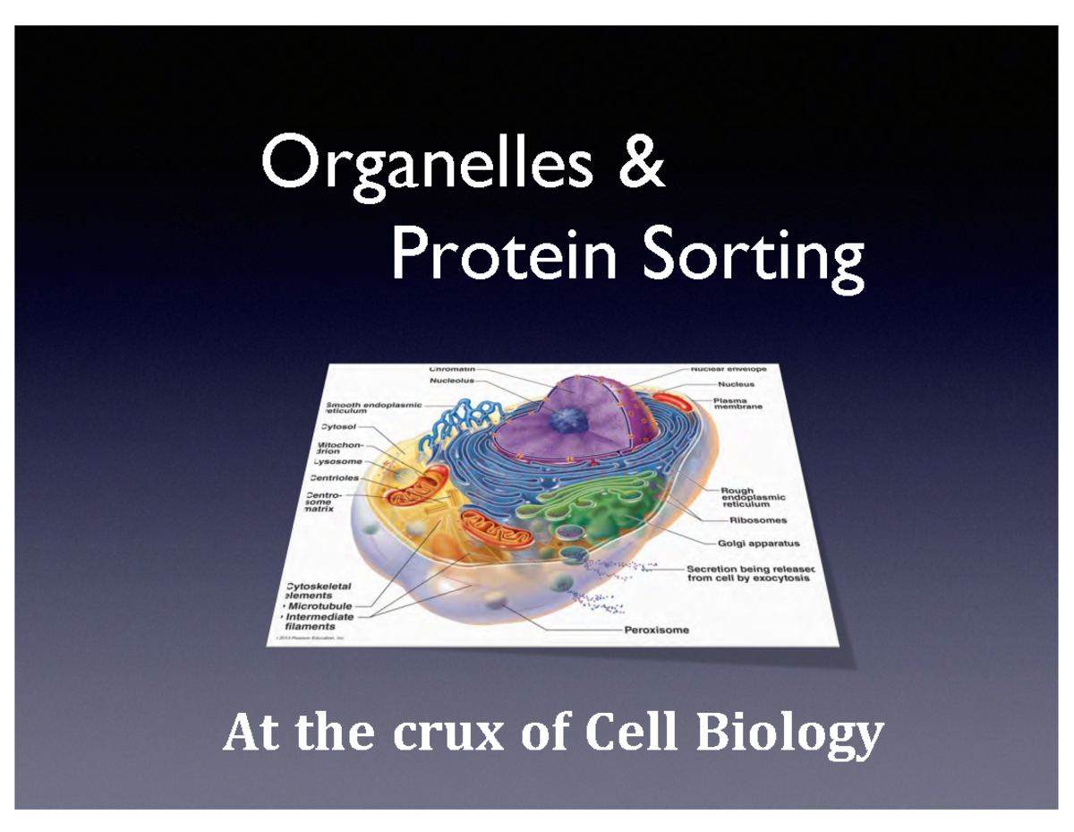 Organelles and Protein Sorting Organelles & Protein Sorting At the