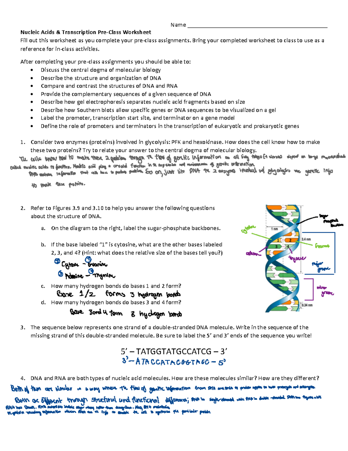 Week 5a Nucleic Acids and Transcription Worksheet W23 2 Name