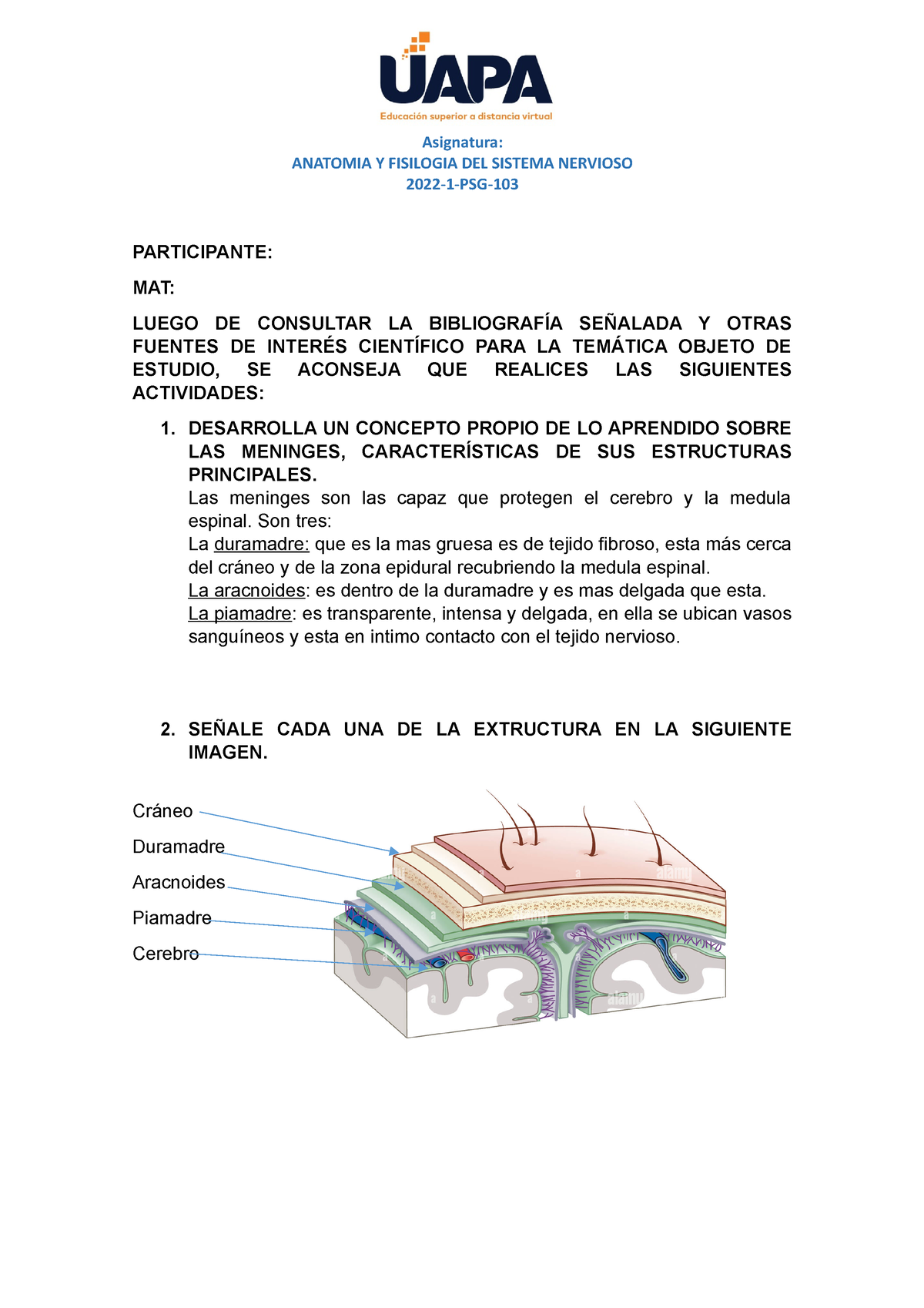 Tarea II Anatomia Y Fisiologia DEL SN - Asignatura: ANATOMIA Y ...