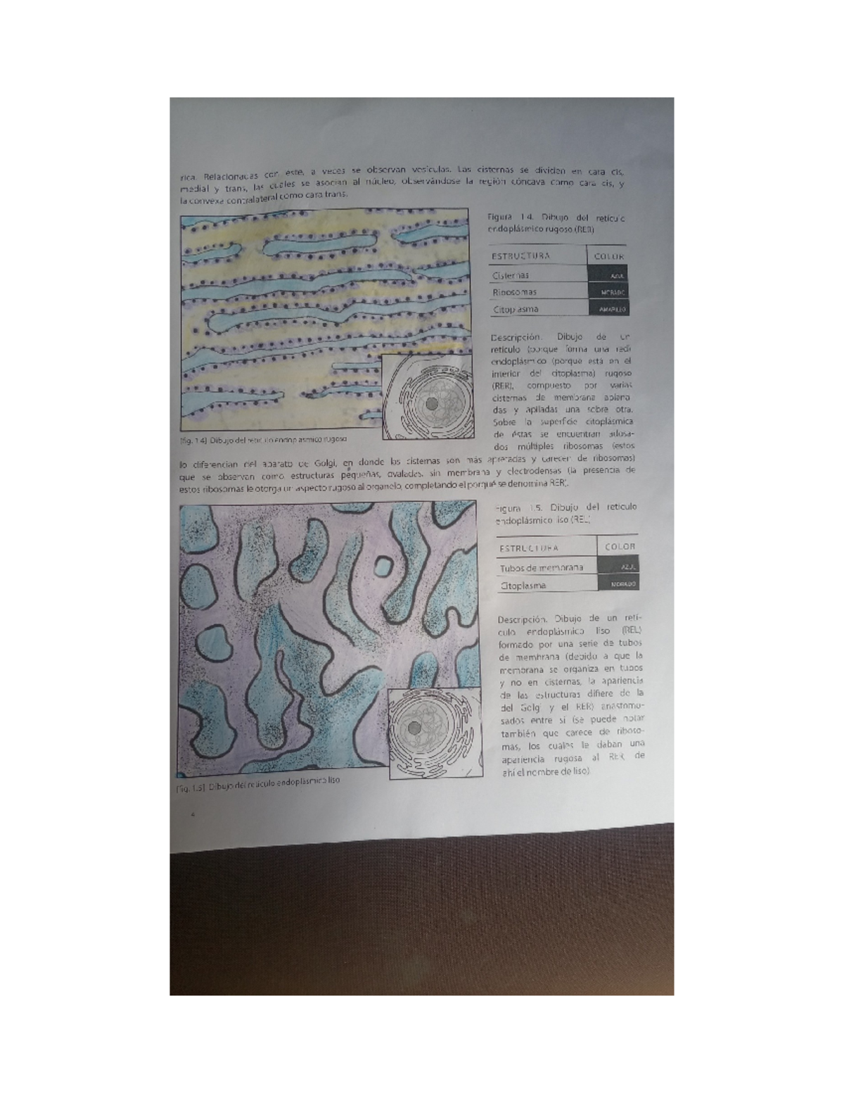 Reticulo endoplasmico rugoso y liso - Relacionadas con éste, a veces se ...