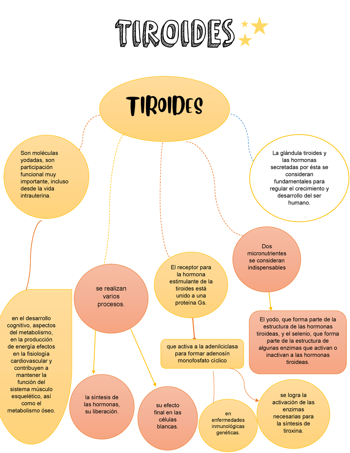 diagrama de la glándula tiroides