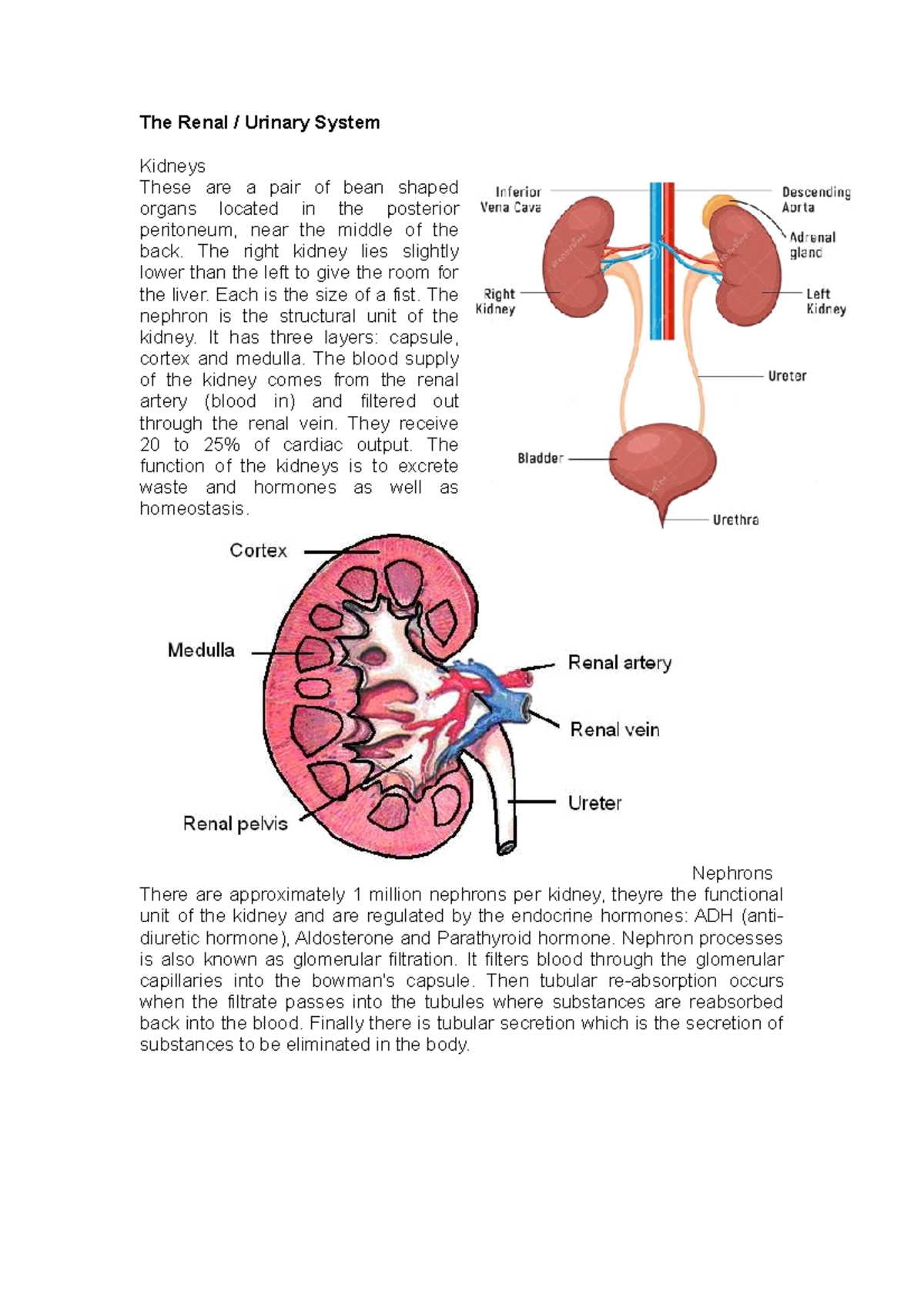 The Renal / Urinary System - The Renal / Urinary System Kidneys These ...