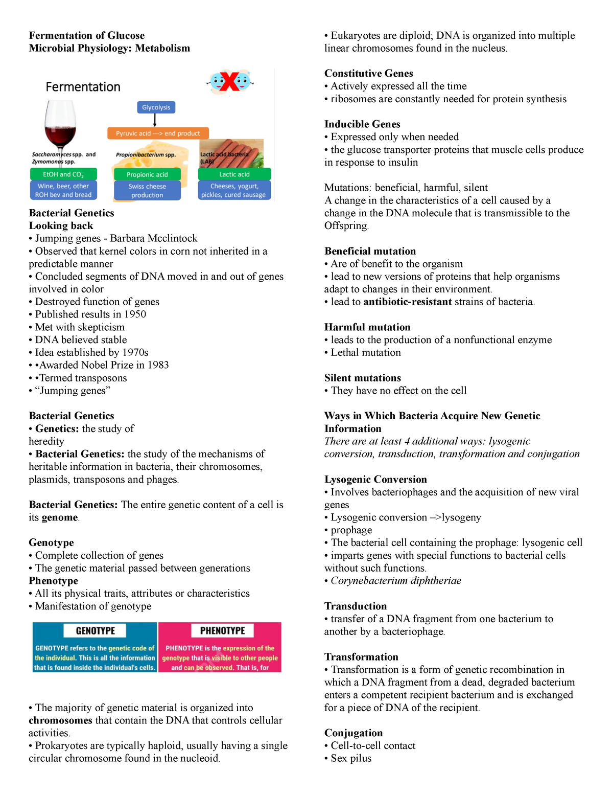 The phenotype and genotype of fermentative prokaryotes