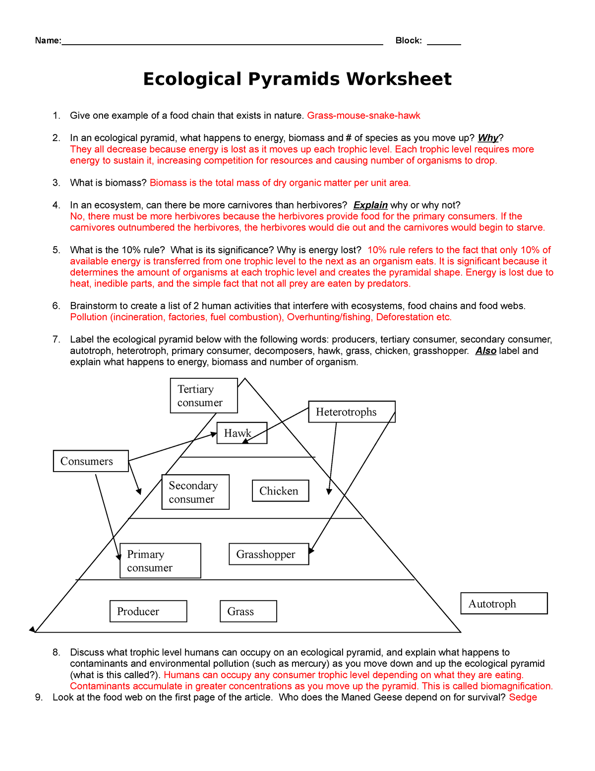 Food Chains Food Webs And Energy Pyramid Worksheet Answer Key Pdf