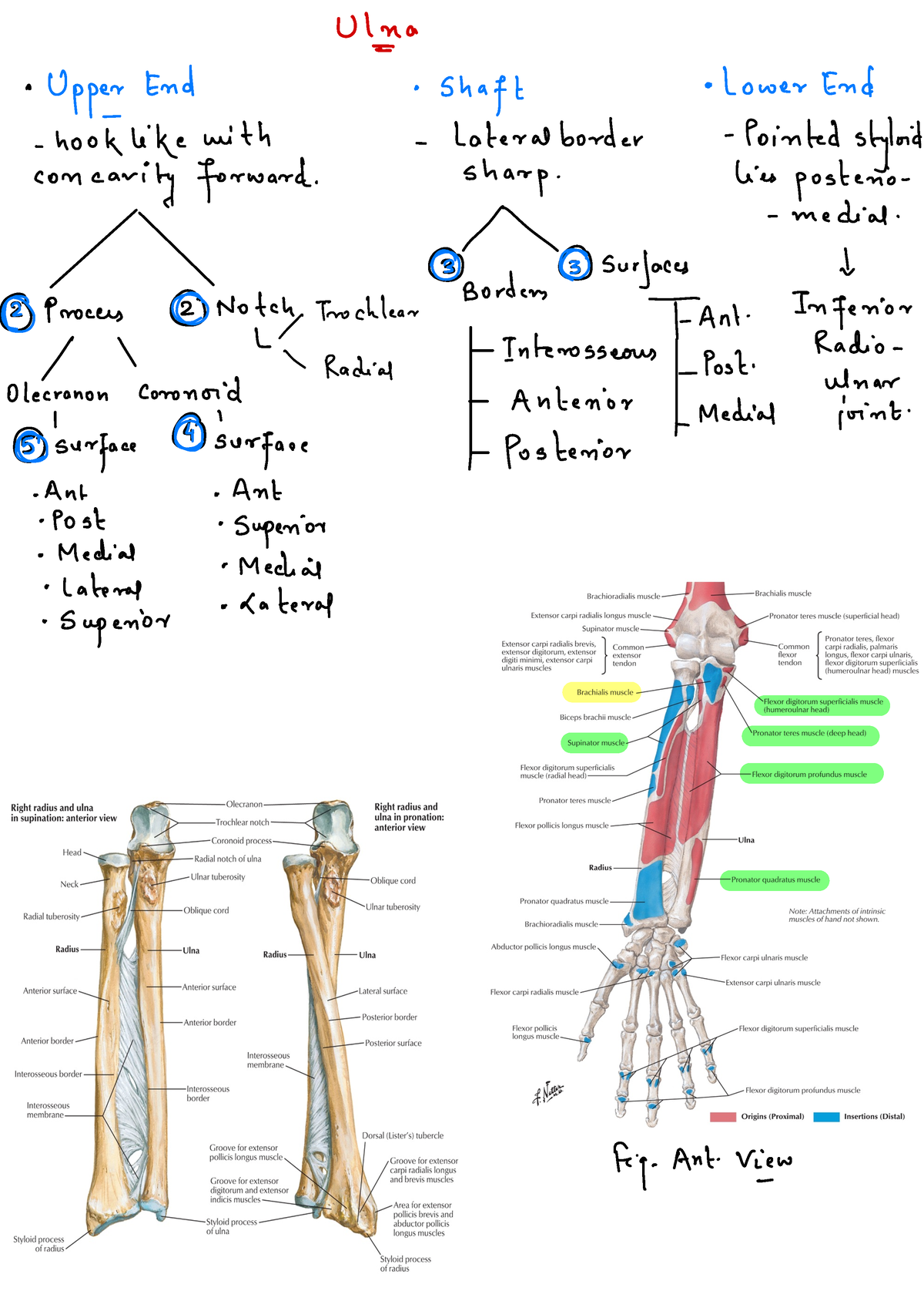 Ulna Bone And Attachments Flow Chart Ulna Upper End Shaft Lower End Hook Like With 8596