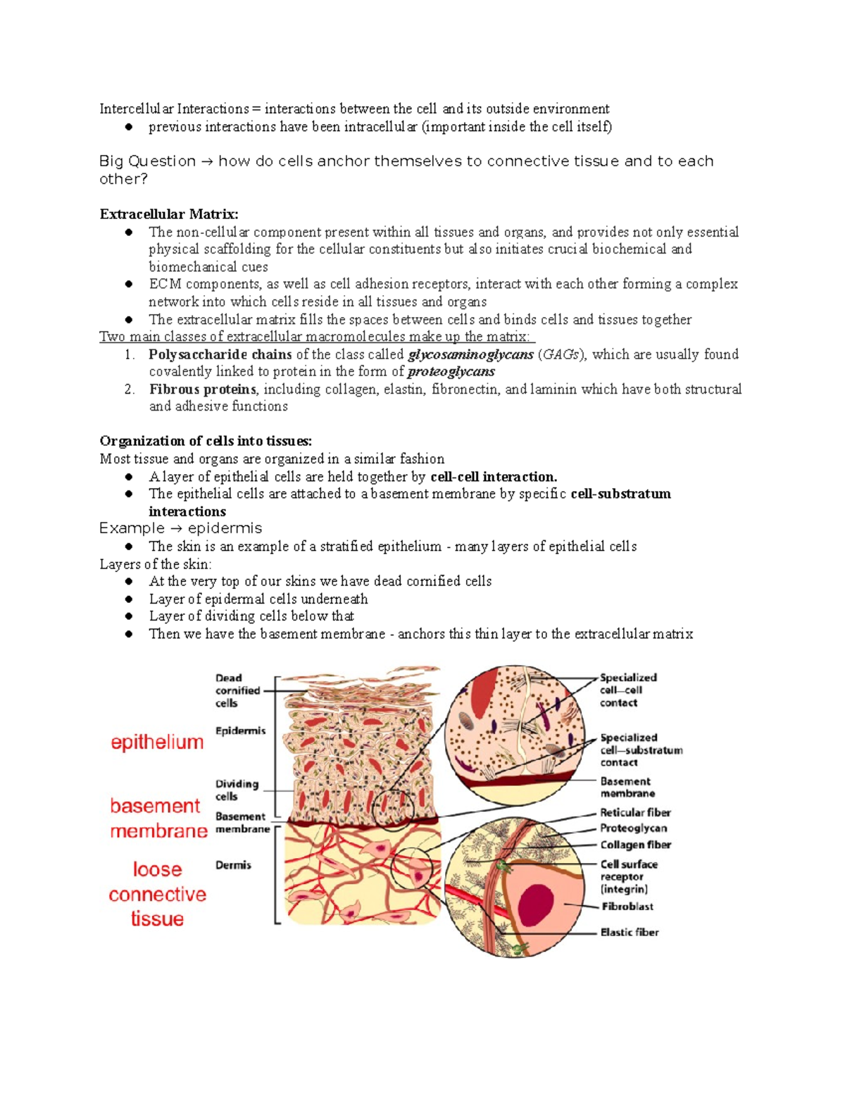 Lecture #19 ECM and cell junctions - Intercellular Interactions ...