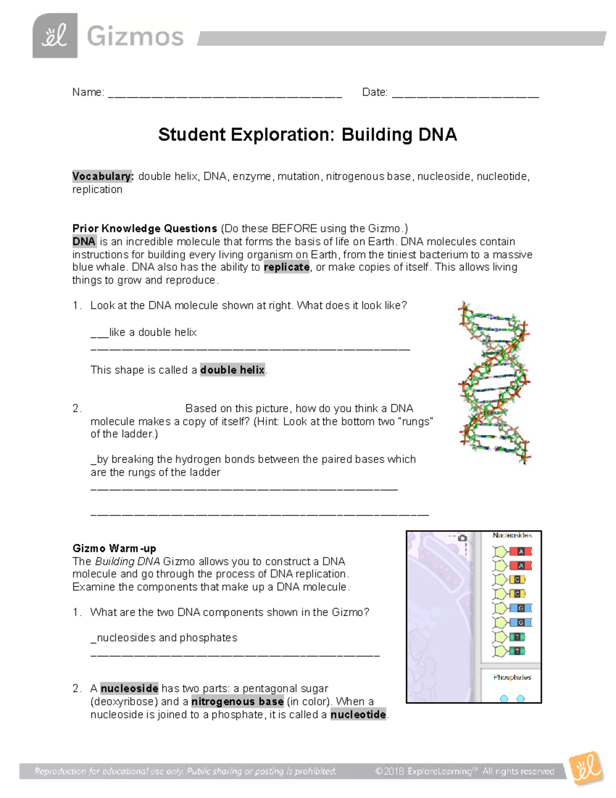 Lesson 4 Dna Building Dnase (1) - Name 