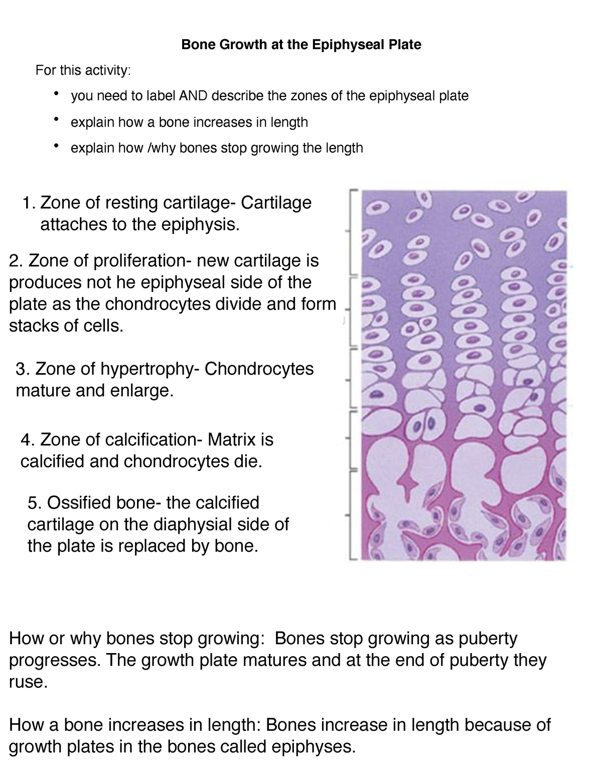 describe-the-process-bone-growth-1-bone-growth-at-the-epiphyseal