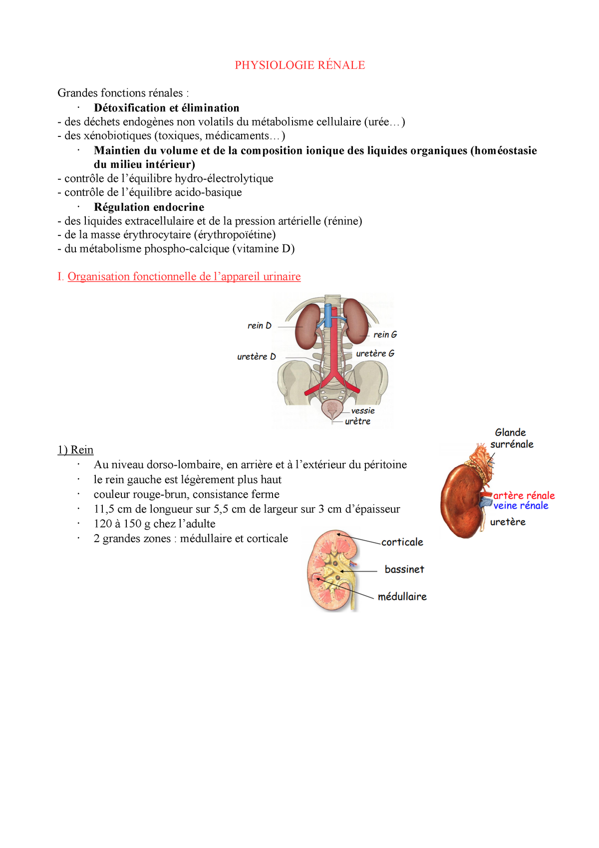 Physiologie Rénale Physiologie RÉnale Grandes Fonctions Rénales Détoxification Et 3654