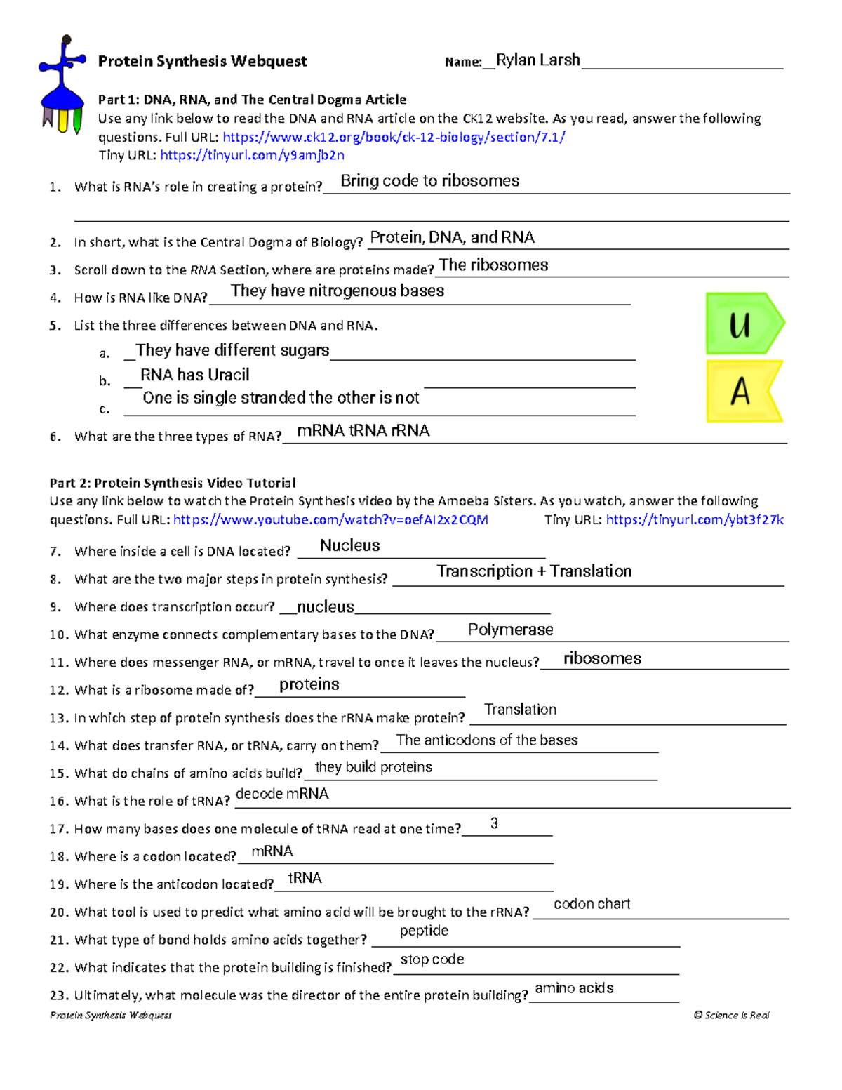 Kami Export Rylan [ Student] Larsh [ Student] Protein Synthesis
