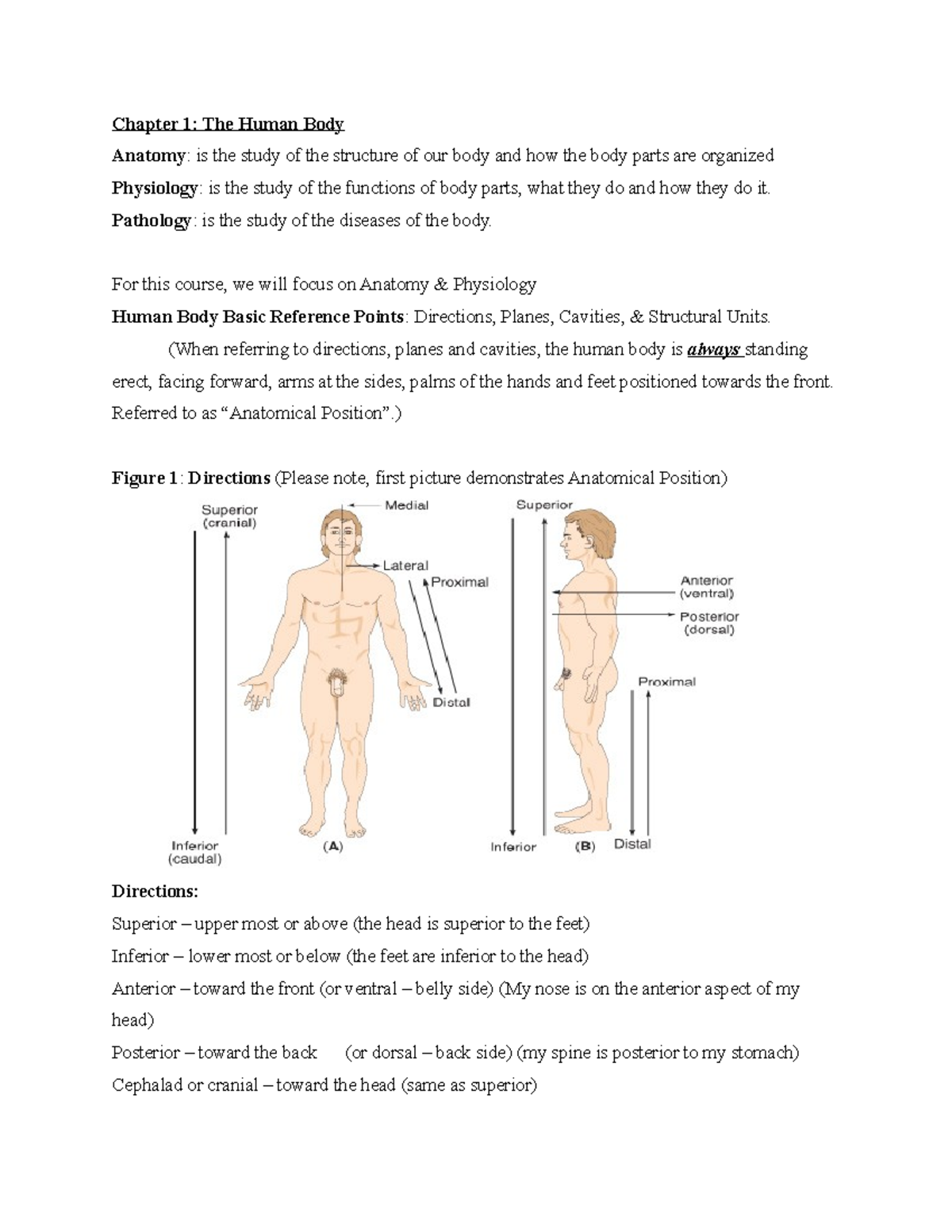 Human Body Anatomy and Physiology Study Guide - Studocu