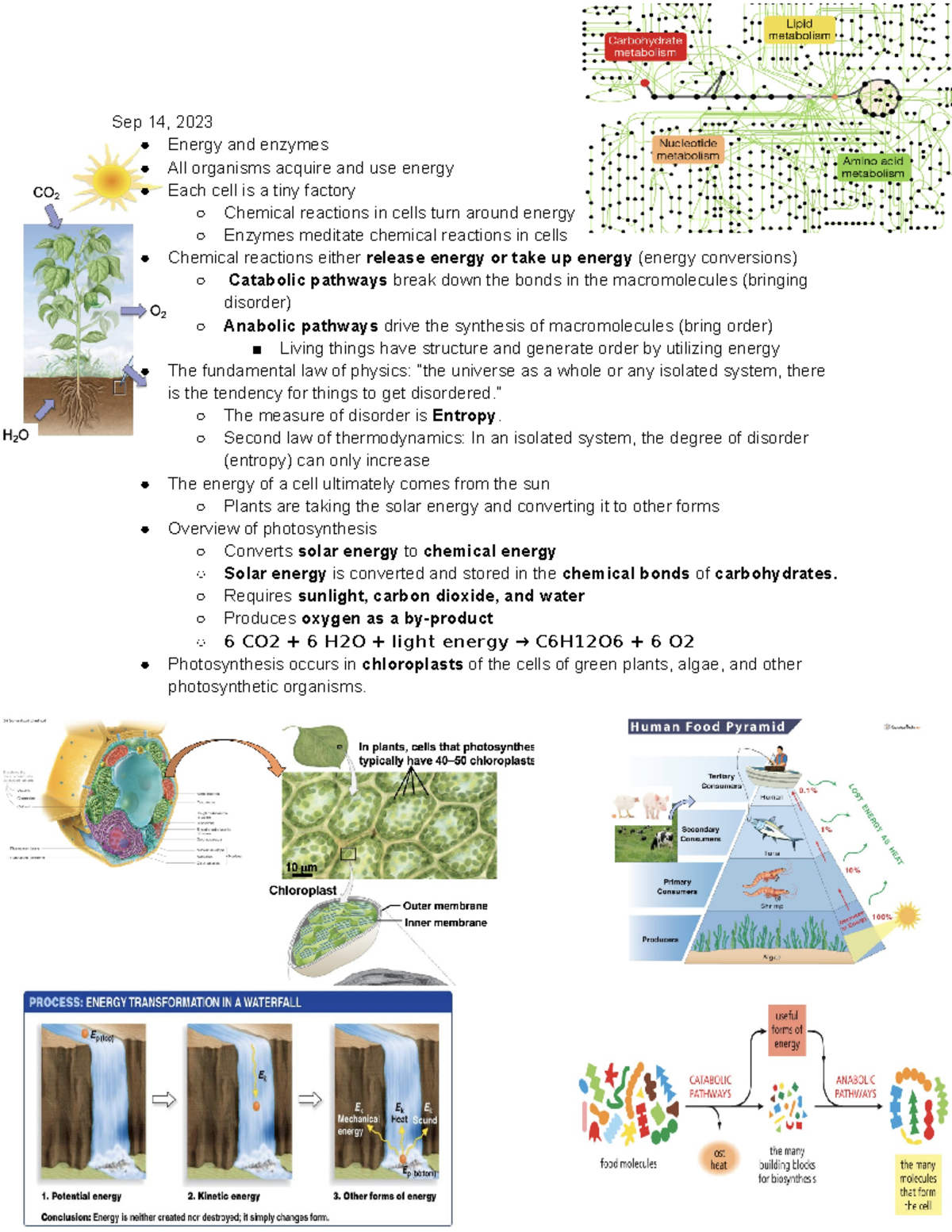 Chapter 8 Energy And Enzymes - Sep 14, 2023 Energy And Enzymes All ...