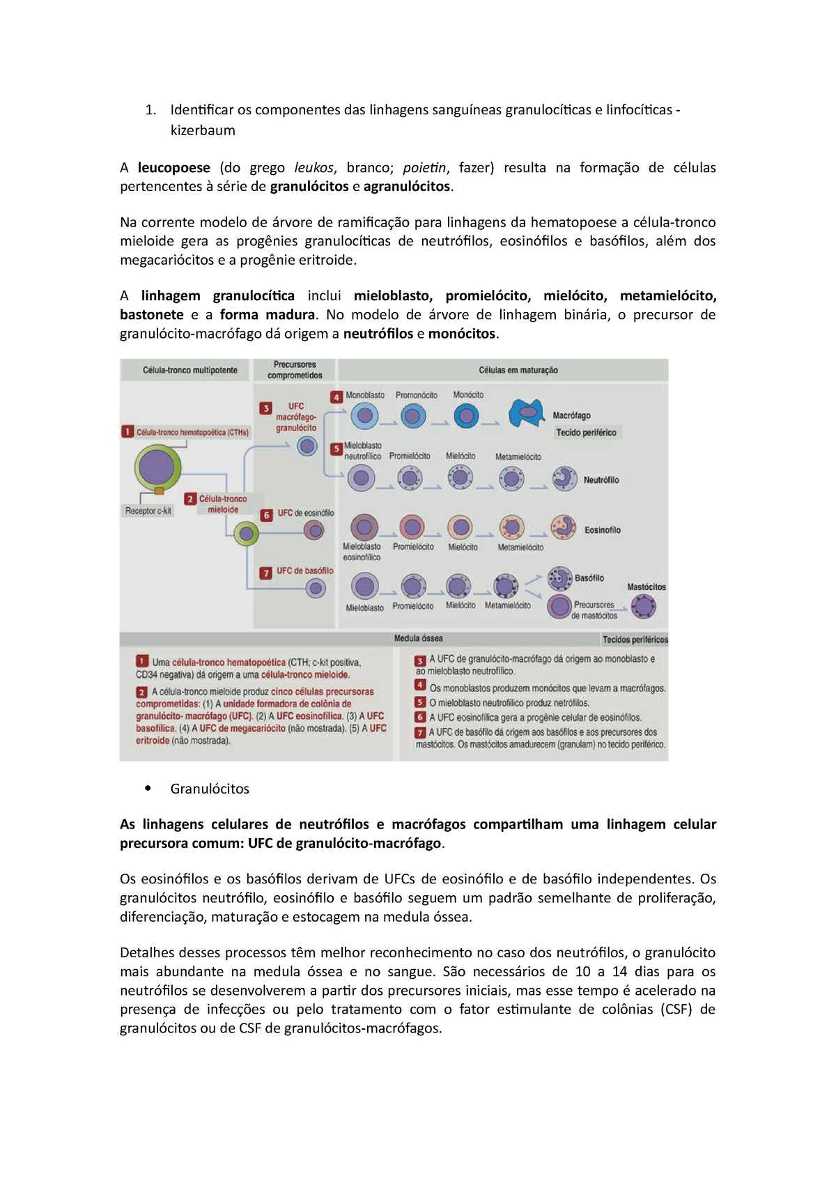 mieloblasto vs promielócito