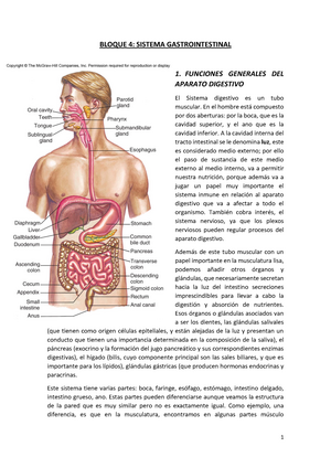 encerrar cavar auxiliar T4.1- Sistema Digestivo - BLOQUE 4: SISTEMA GASTROINTESTINAL 1. FUNCIONES  GENERALES DEL APARATO - StuDocu
