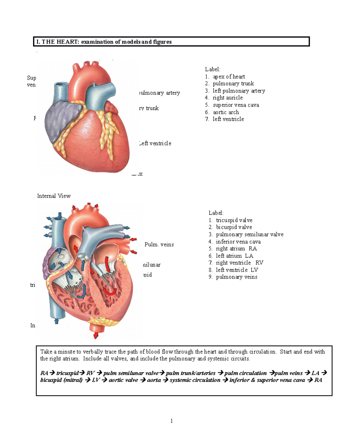 Cardio Anatomy & Flow Ex Key - I. THE HEART: examination of models and ...