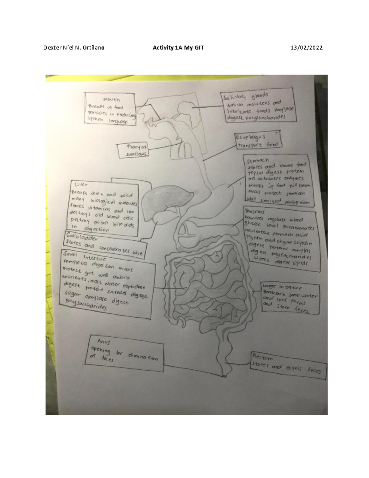 Normal and Abnormal GI Function - Dexter Niel N. Ortilano Activity 1A ...
