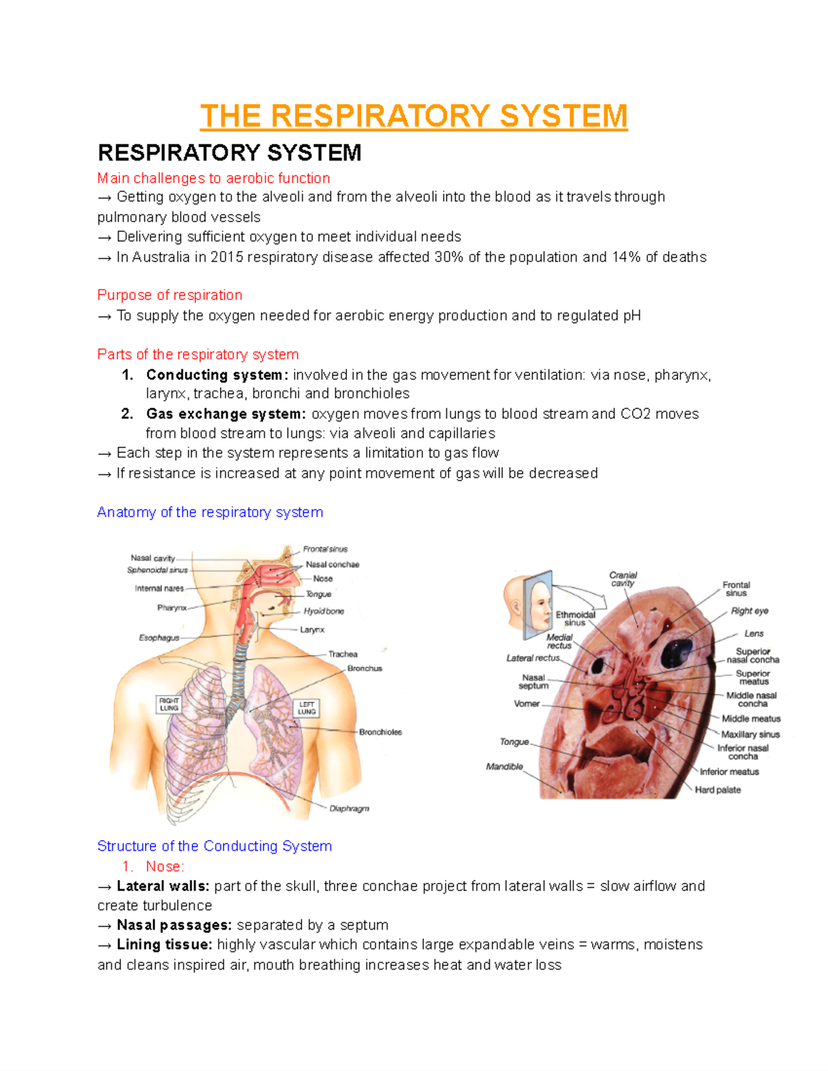 The Respiratory System - THE RESPIRATORY SYSTEM RESPIRATORY SYSTEM Main ...