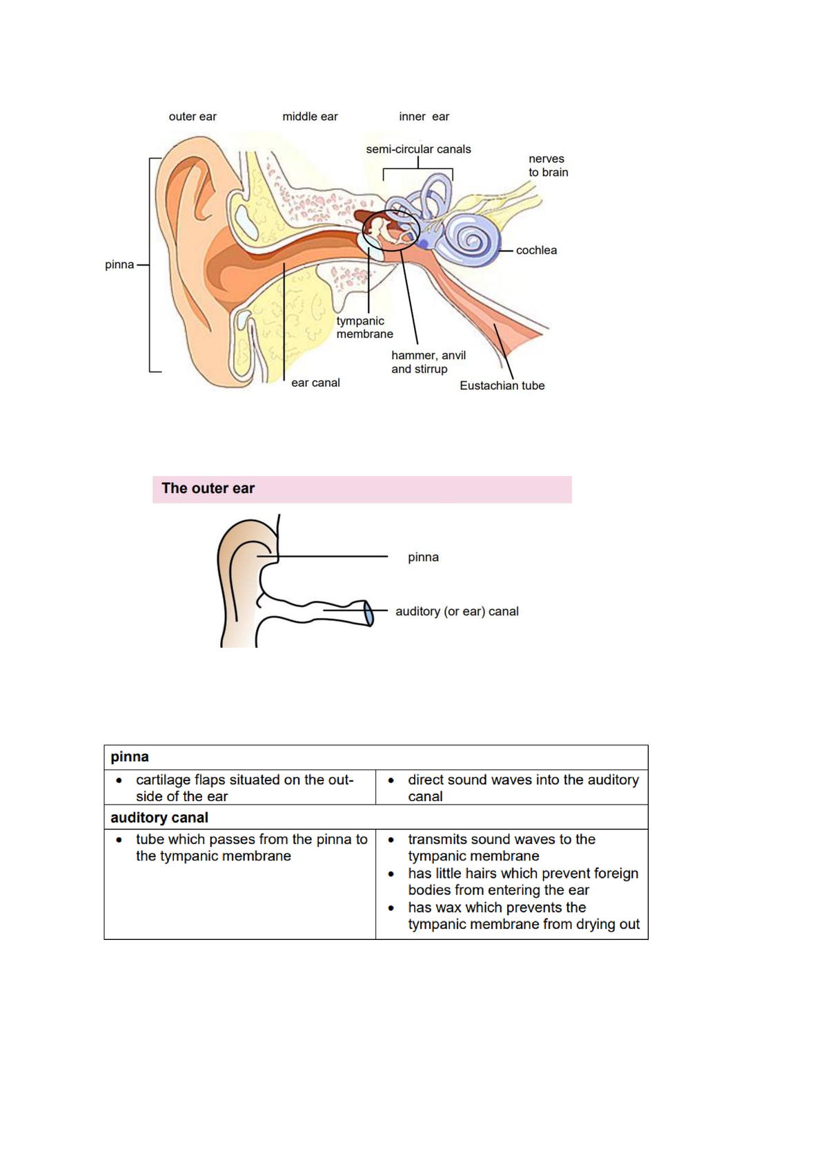 The human ear from the textbook form nelson mandela univerity: Life ...