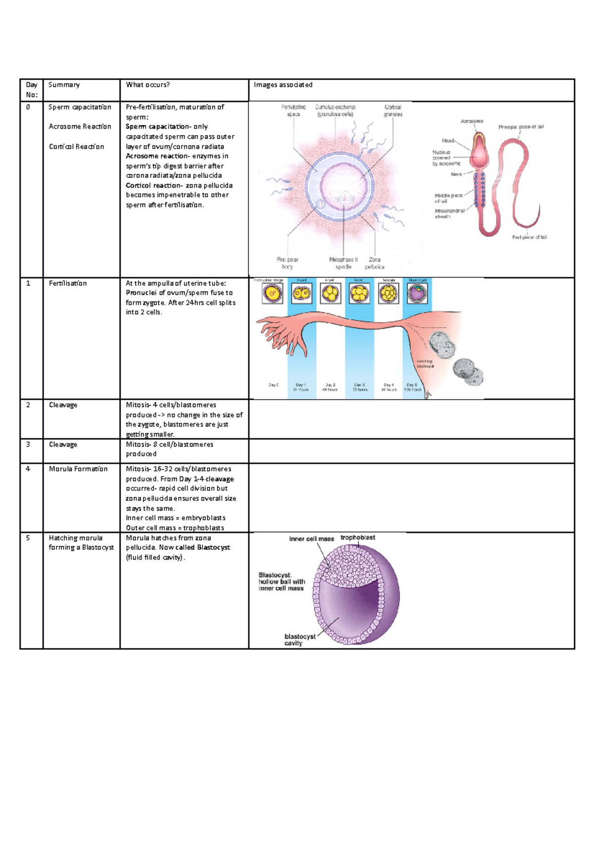 Embryology Timeline - Day No: Summary What occurs? Images associated 0 ...