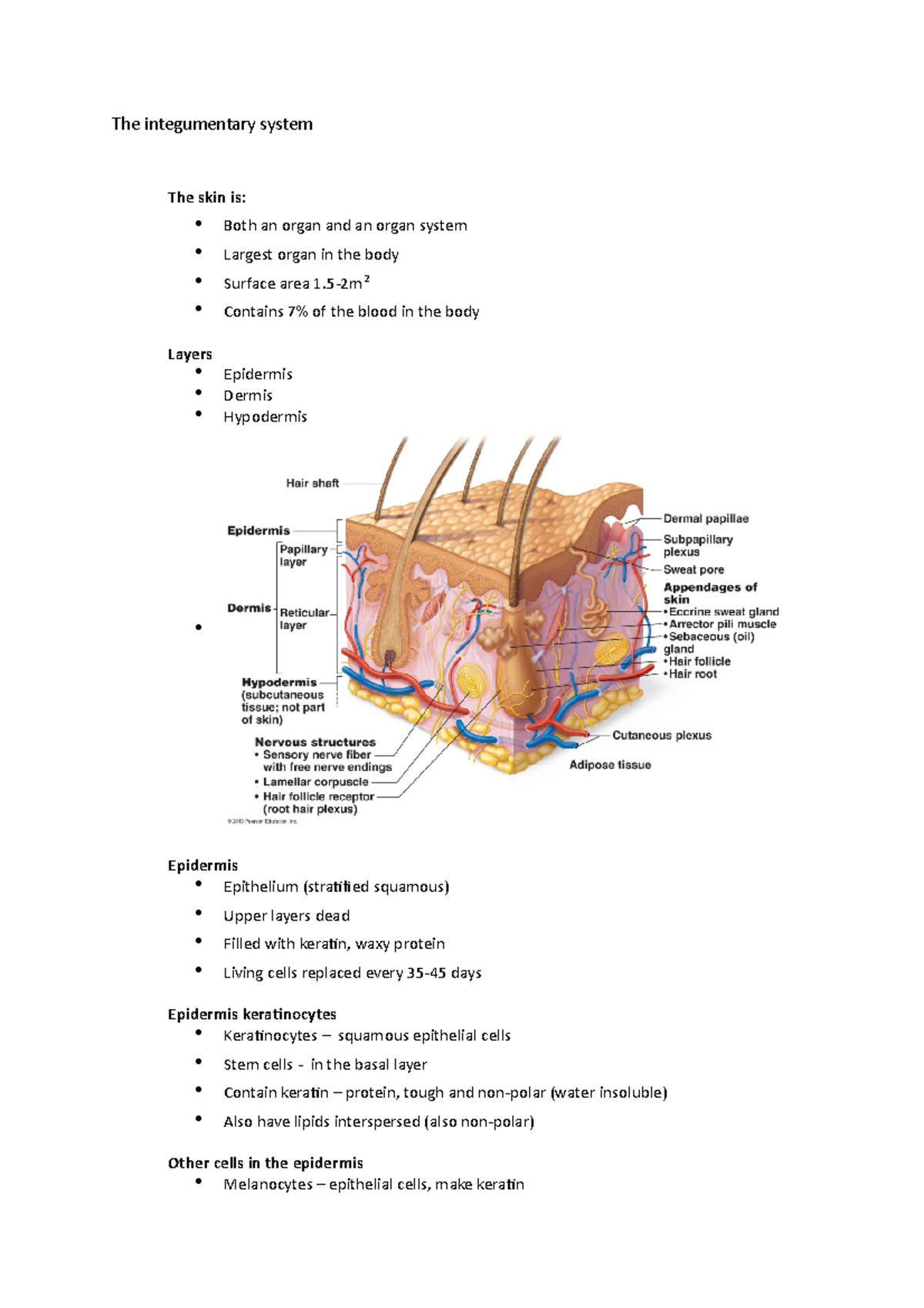 The integumentary system , Homeostasis, The nervous system - The ...