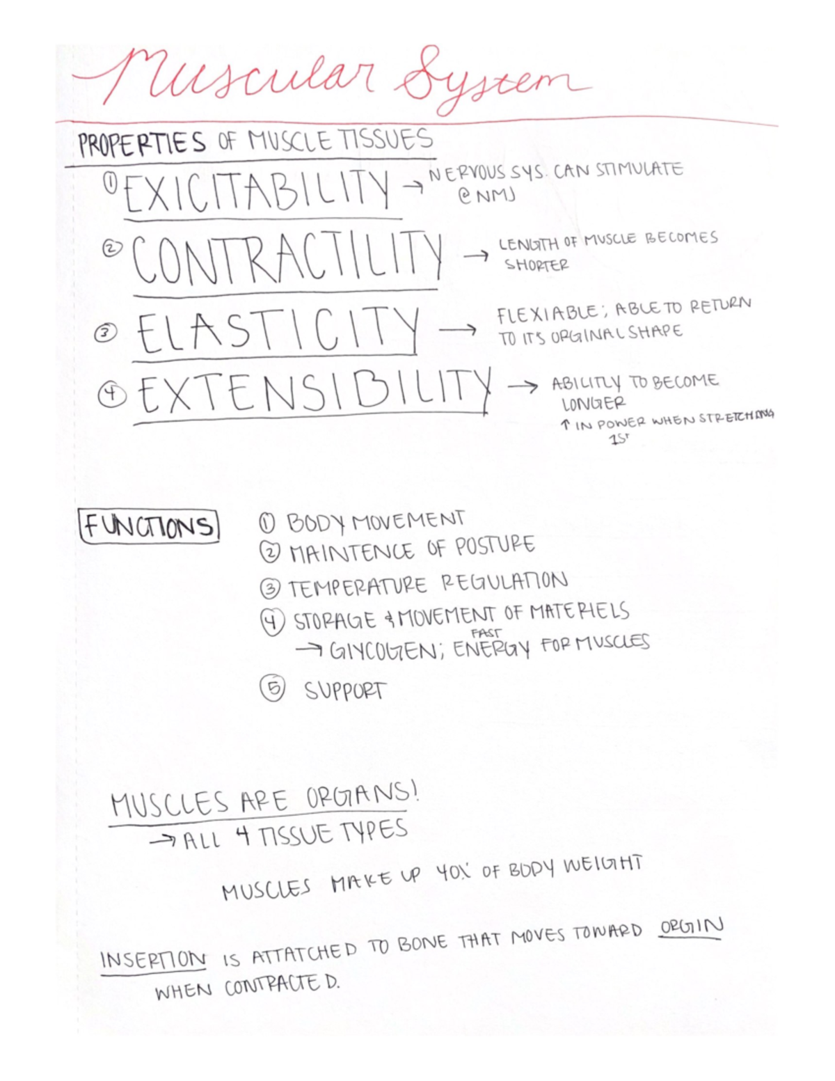 Musclular System Notes - BIOL G155L - Studocu