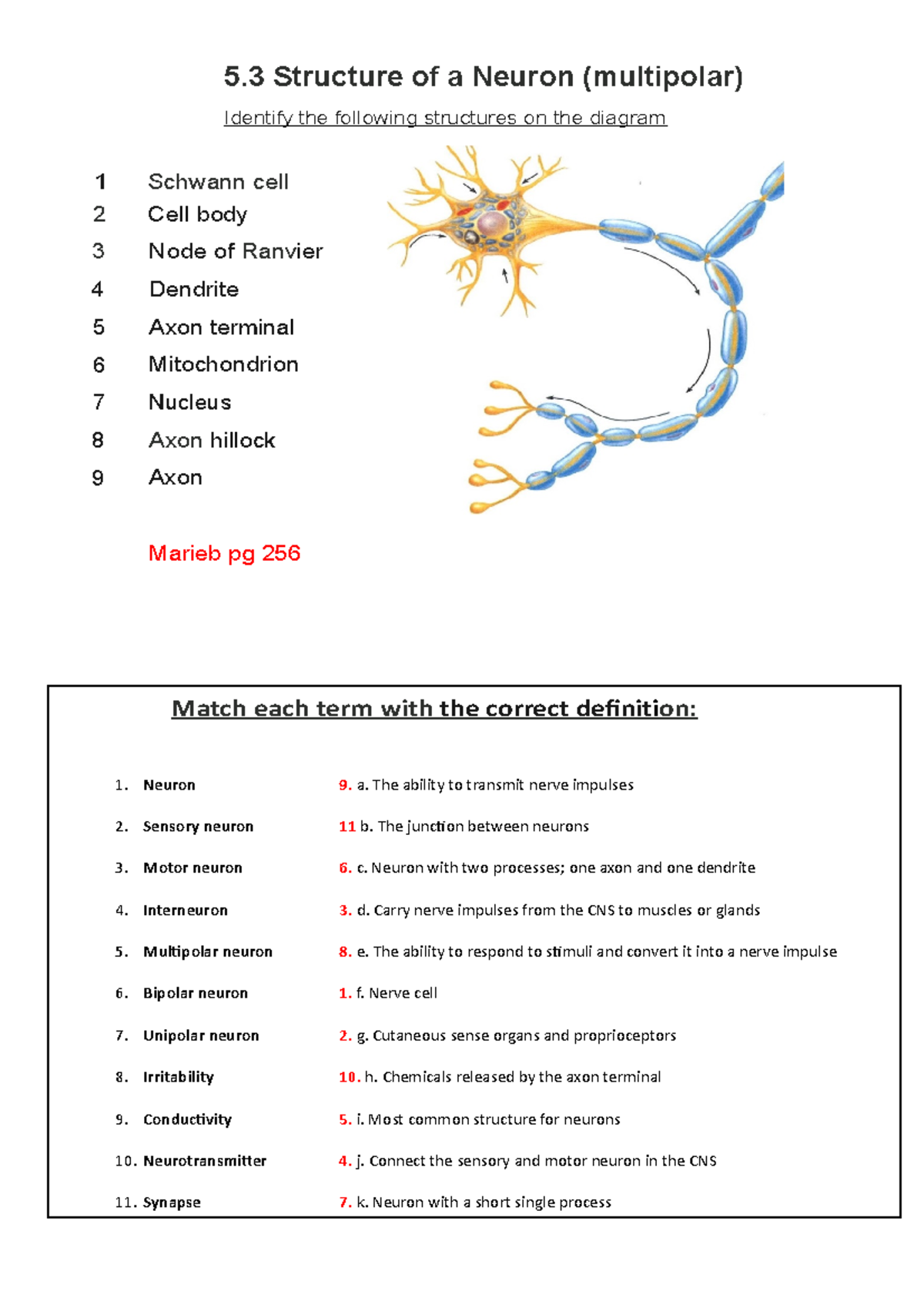 Tutorial 3 Nervous System - 5 Structure of a Neuron (multipolar ...