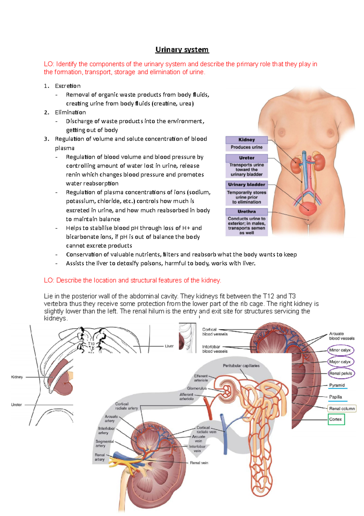 Urinary system - Excretion Removal of organic waste products from body ...