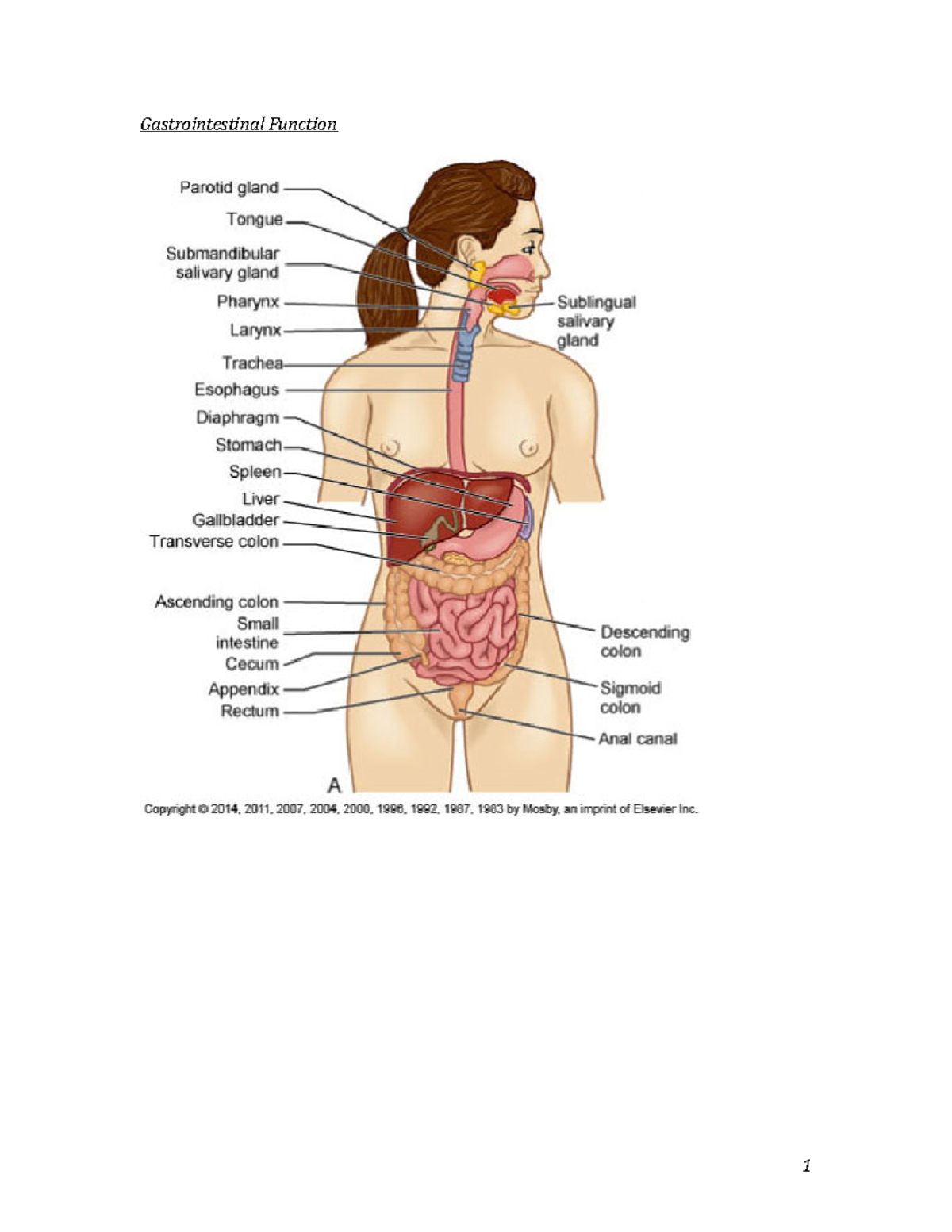 Appendicitis notes - Gastrointestinal Function Appendicitis ...